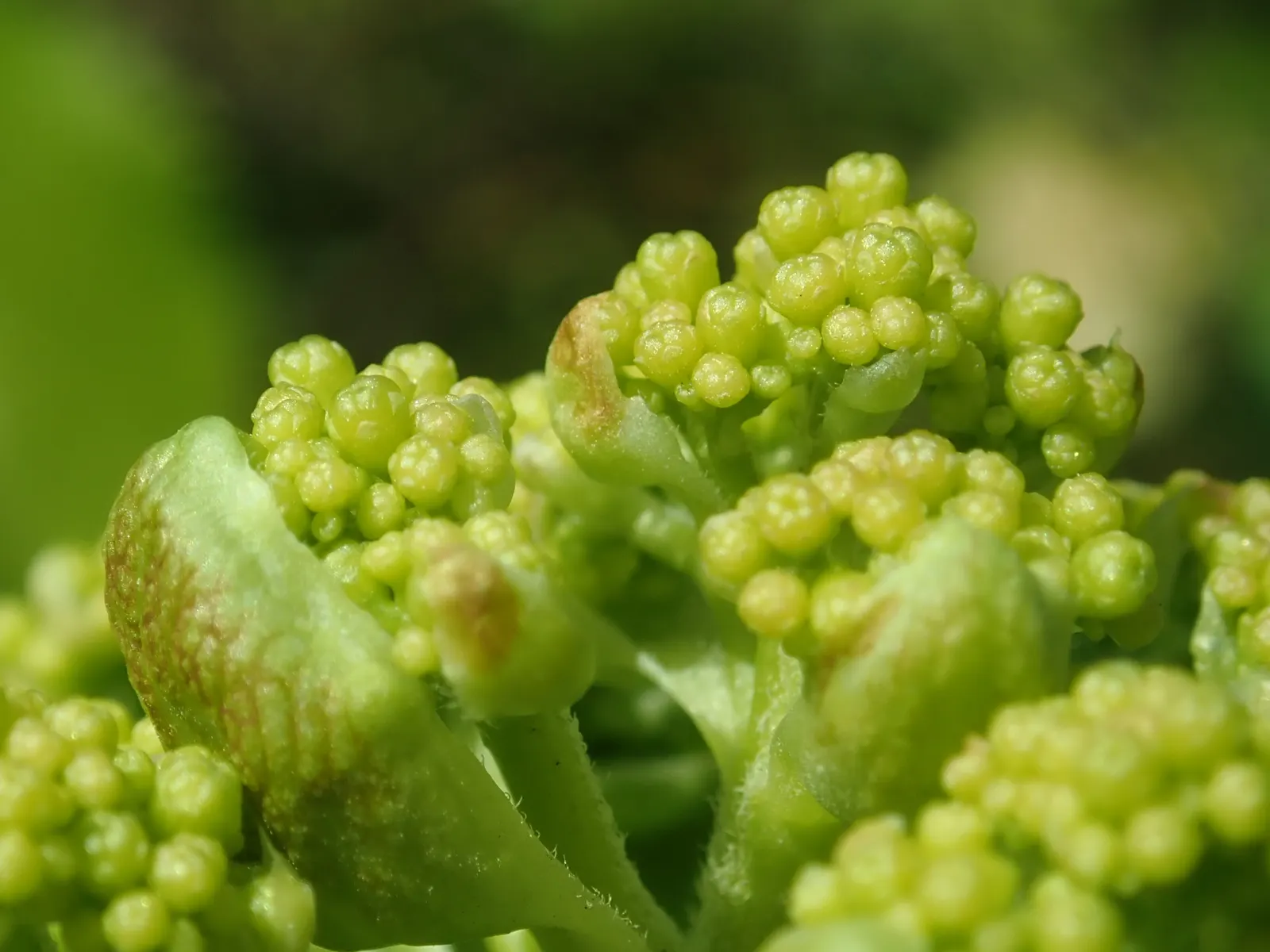 Climbing Hydrangea (Hydrangea Anomala Petiolaris) — it requires minimal care beyond occasional pruning to control its size and shape