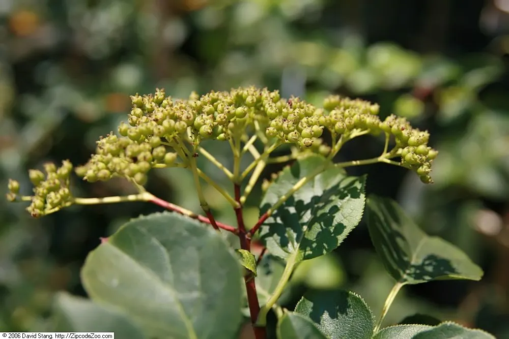 Climbing Hydrangea (Hydrangea Anomala Petiolaris) — the Climbing Hydrangea provides a dense foliage backdrop throughout the growing season, image 41