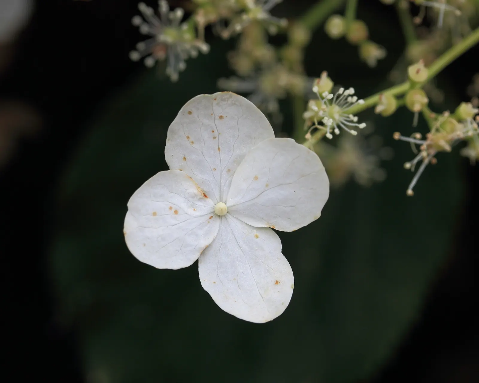 Climbing Hydrangea (Hydrangea Anomala Petiolaris) — making it an ideal choice for covering large walls; incorporating Climbing Hydrangea into a garden plan