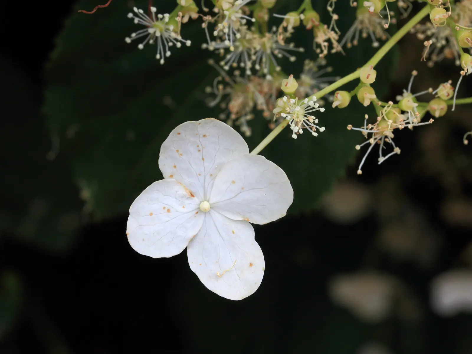 Climbing Hydrangea (Hydrangea Anomala Petiolaris) — is a versatile and aesthetically appealing vine that brings a lush; showcasing reliable cold