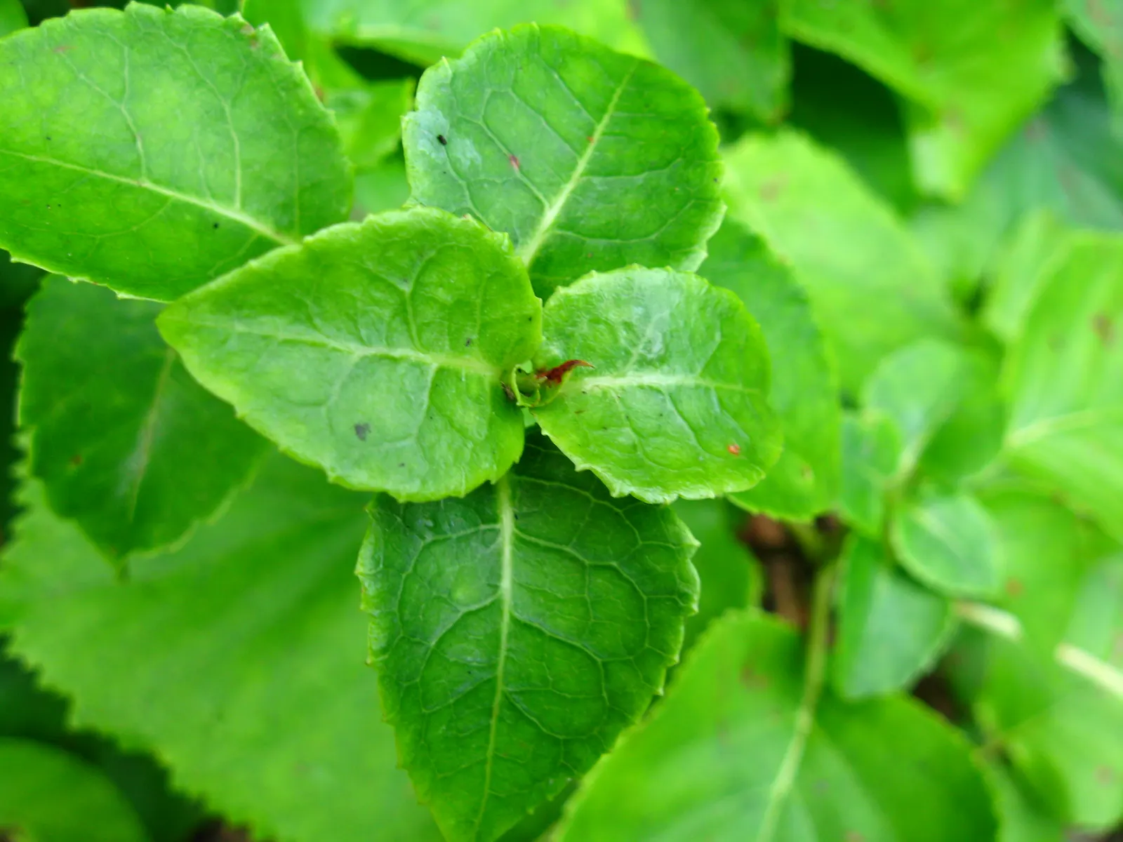 Climbing Hydrangea (Hydrangea Anomala Petiolaris) — making it an ideal choice for covering large walls; incorporating Climbing Hydrangea into a, image 65