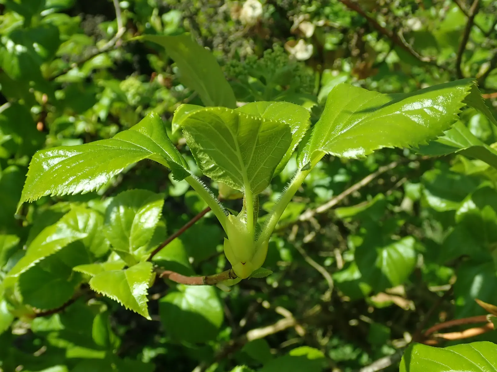 Climbing Hydrangea (Hydrangea Anomala Petiolaris) — or trellises.<br><br>Sporting oval; vine for deep shade or half or shade, image 66