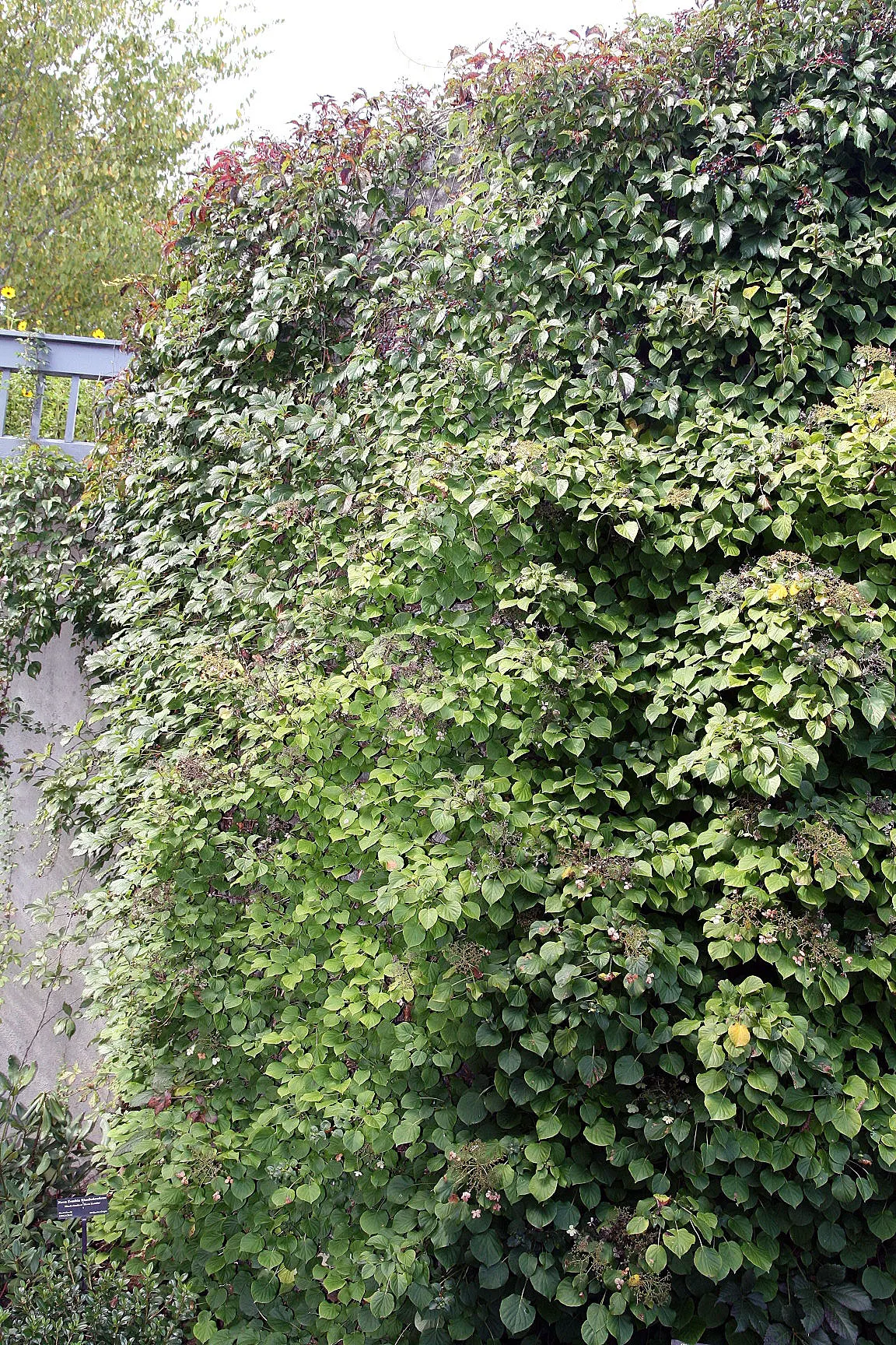 Climbing Hydrangea (Hydrangea Anomala Petiolaris) — the vine's exfoliating cinnamon-brown bark adds another layer of visual interest