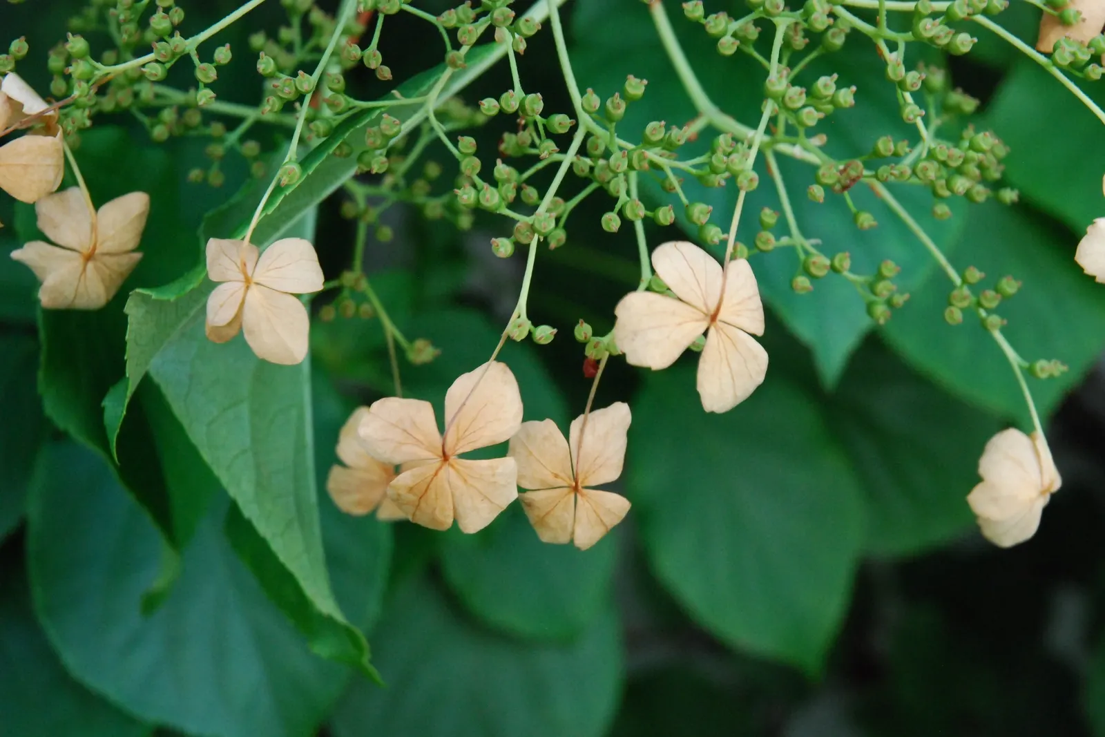 Climbing Hydrangea (Hydrangea Anomala Petiolaris) — The Climbing Hydrangea, scientifically known as Hydrangea anomala subsp; or trellises.<br><br>Sporting oval