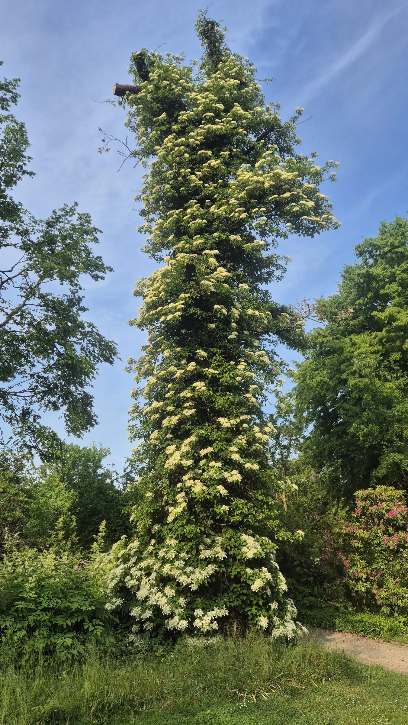 Climbing Hydrangea (Hydrangea Anomala Petiolaris) — vertical element to garden spaces; vine with white blooms, image 62