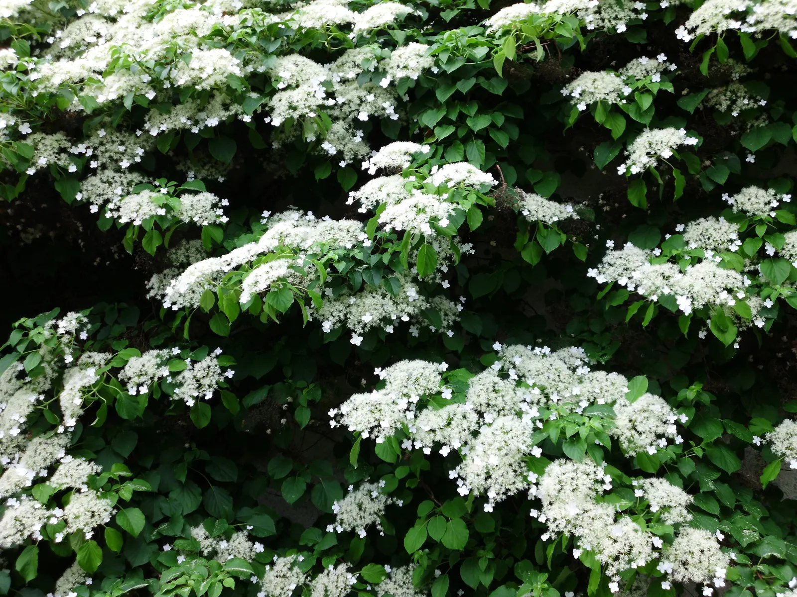 Climbing Hydrangea (Hydrangea Anomala Petiolaris) — These creamy white blooms appear in late spring to early summer; the Climbing Hydrangea (Hydrangea anomala