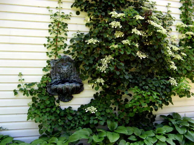 Climbing Hydrangea (Hydrangea Anomala Petiolaris) — or trellises.<br><br>Sporting oval; vine for deep shade or half or shade