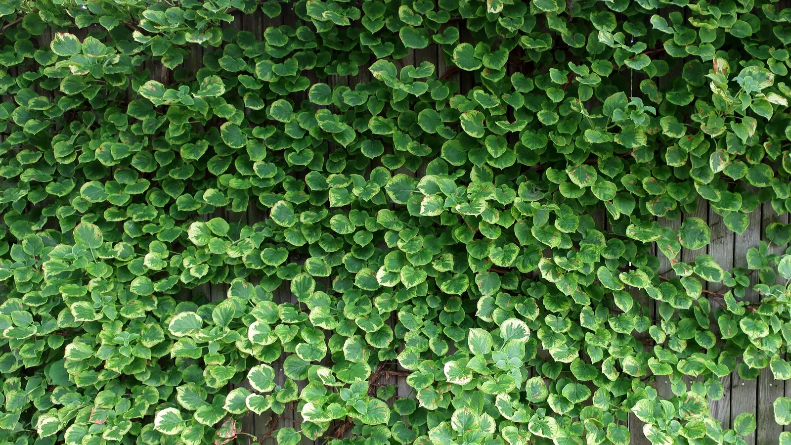 Climbing Hydrangea (Hydrangea Anomala Petiolaris) — heart-shaped leaves and exuberant 6-10 inch white flower clusters in late spring to early, image 57