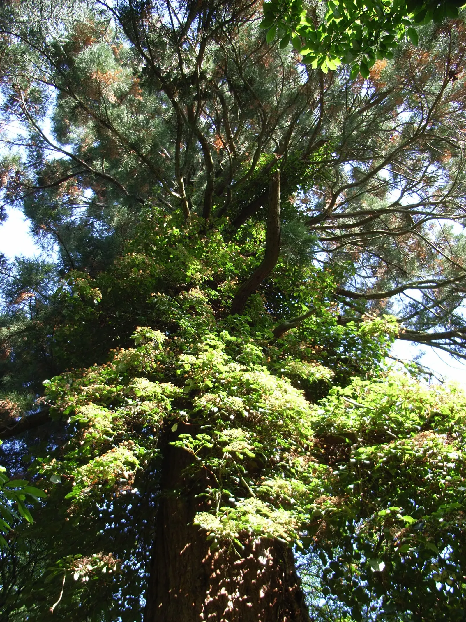 Climbing Hydrangea (Hydrangea Anomala Petiolaris) — ensuring this plant provides year-round appeal; heart-shaped leaves and exuberant 6-10 inch white flower