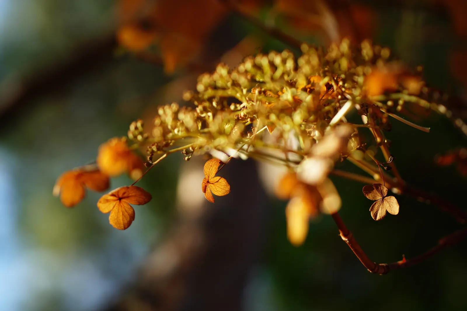Climbing Hydrangea (Hydrangea Anomala Petiolaris) — ensuring this plant provides year-round appeal