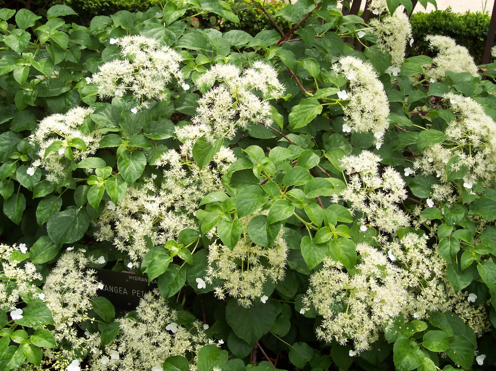 Climbing Hydrangea (Hydrangea Anomala Petiolaris) — vine for deep shade or half or shade