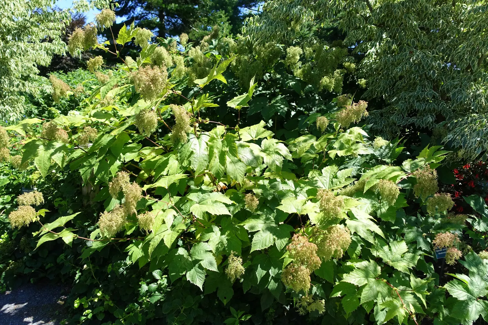 Climbing Hydrangea (Hydrangea Anomala Petiolaris) — dark green leaves that are 2 to 4 inches long