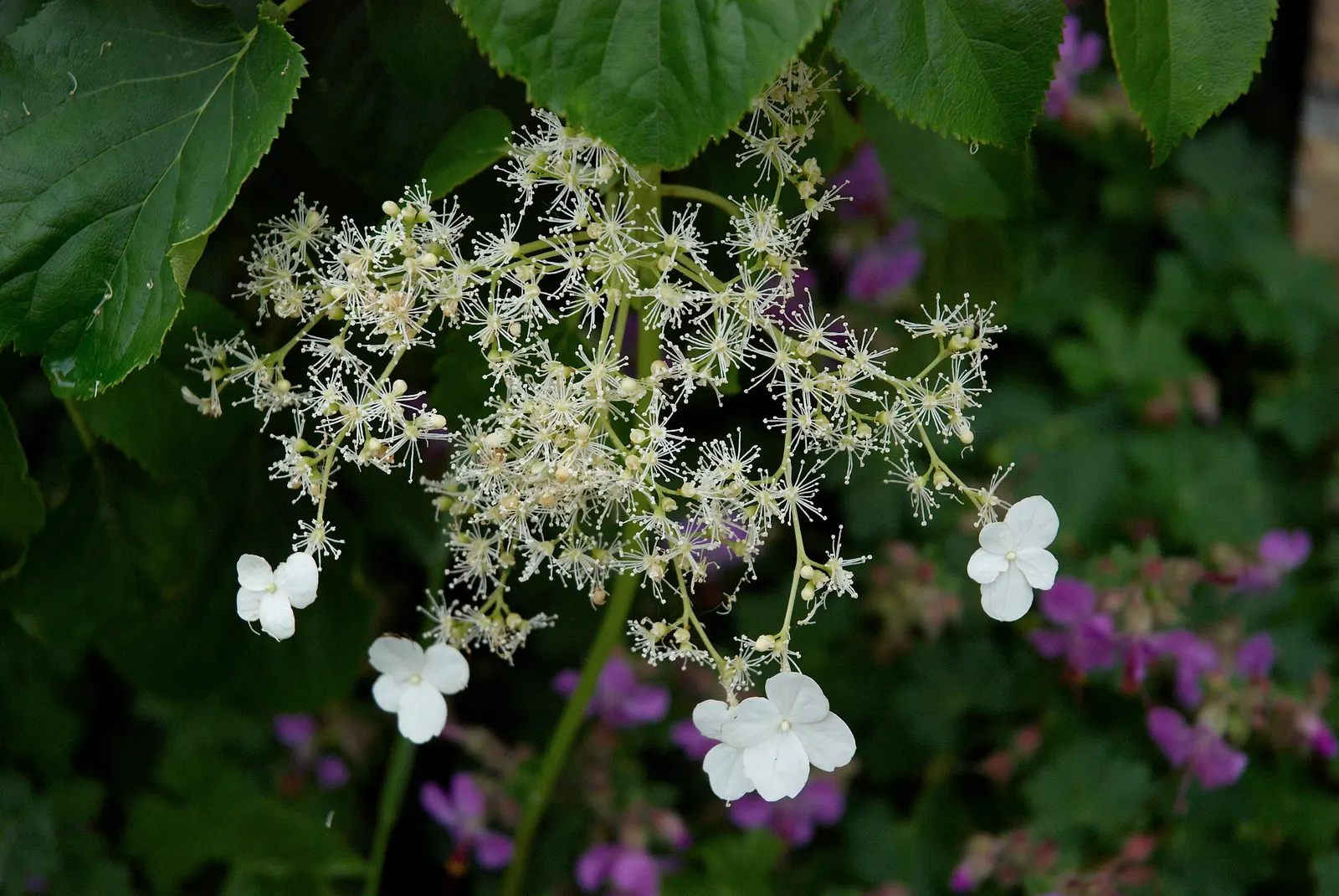 Climbing Hydrangea (Hydrangea Anomala Petiolaris) — is a versatile and aesthetically appealing vine that brings a lush