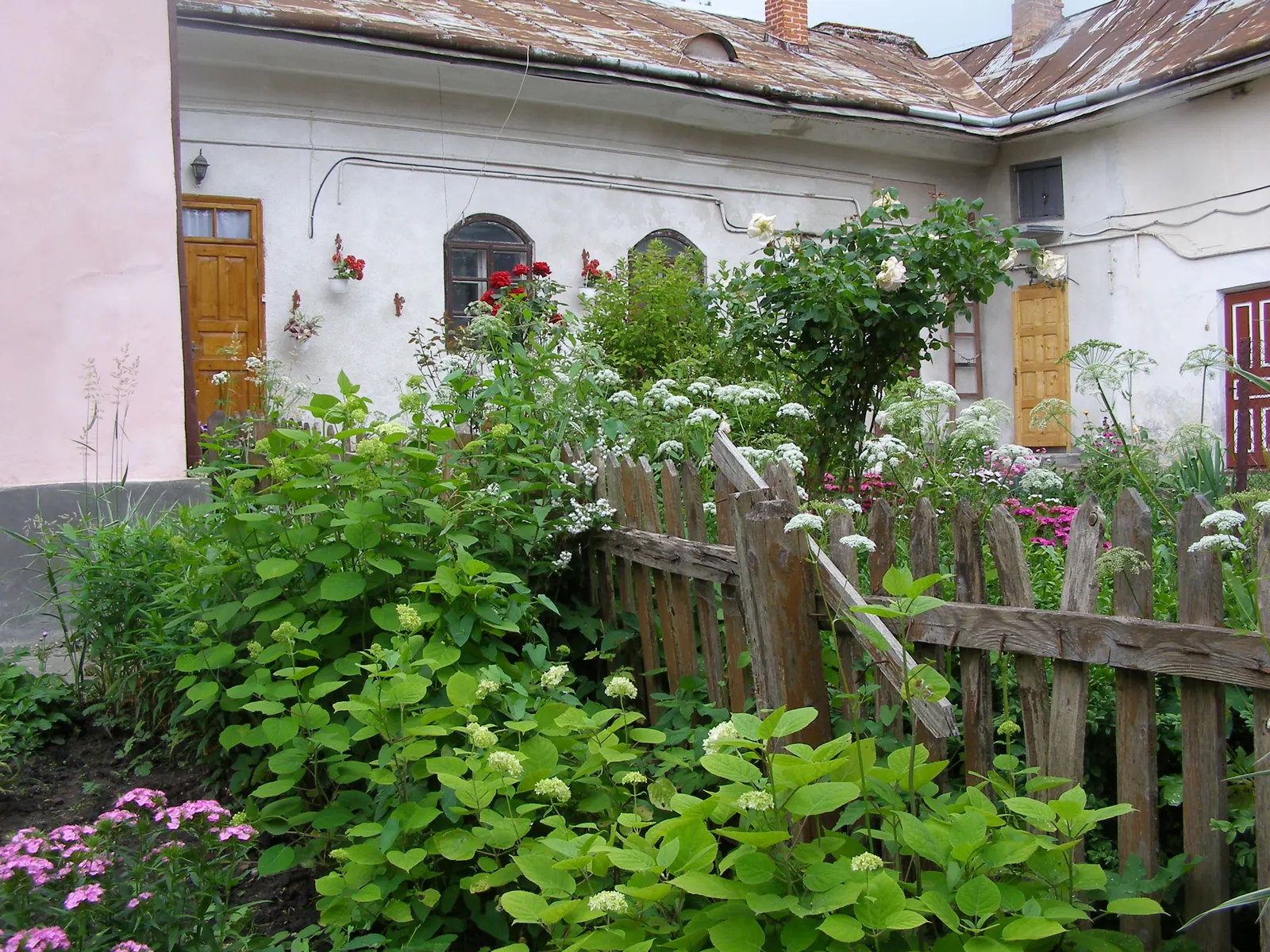 Climbing Hydrangea (Hydrangea Anomala Petiolaris) — Clients will appreciate its low-maintenance nature