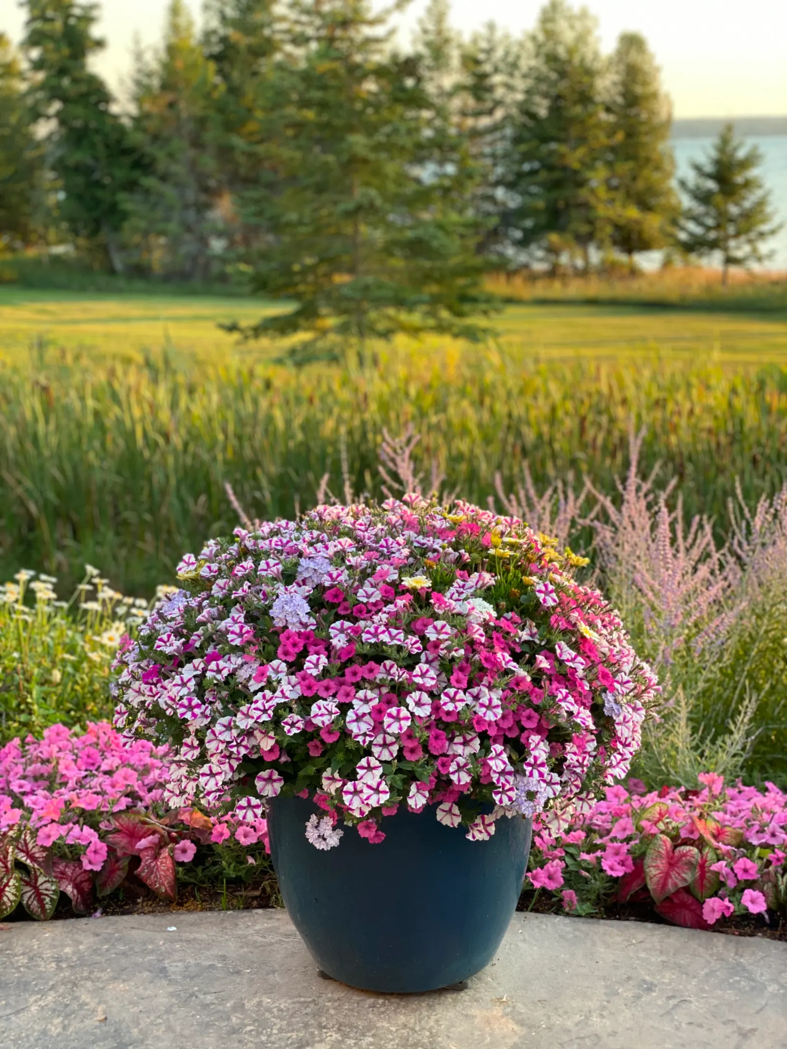 Double Moonglow African Daisy (Osteospermum) — is a mounded annual with semi-double blooms in creamy yellow and white around a buttery center