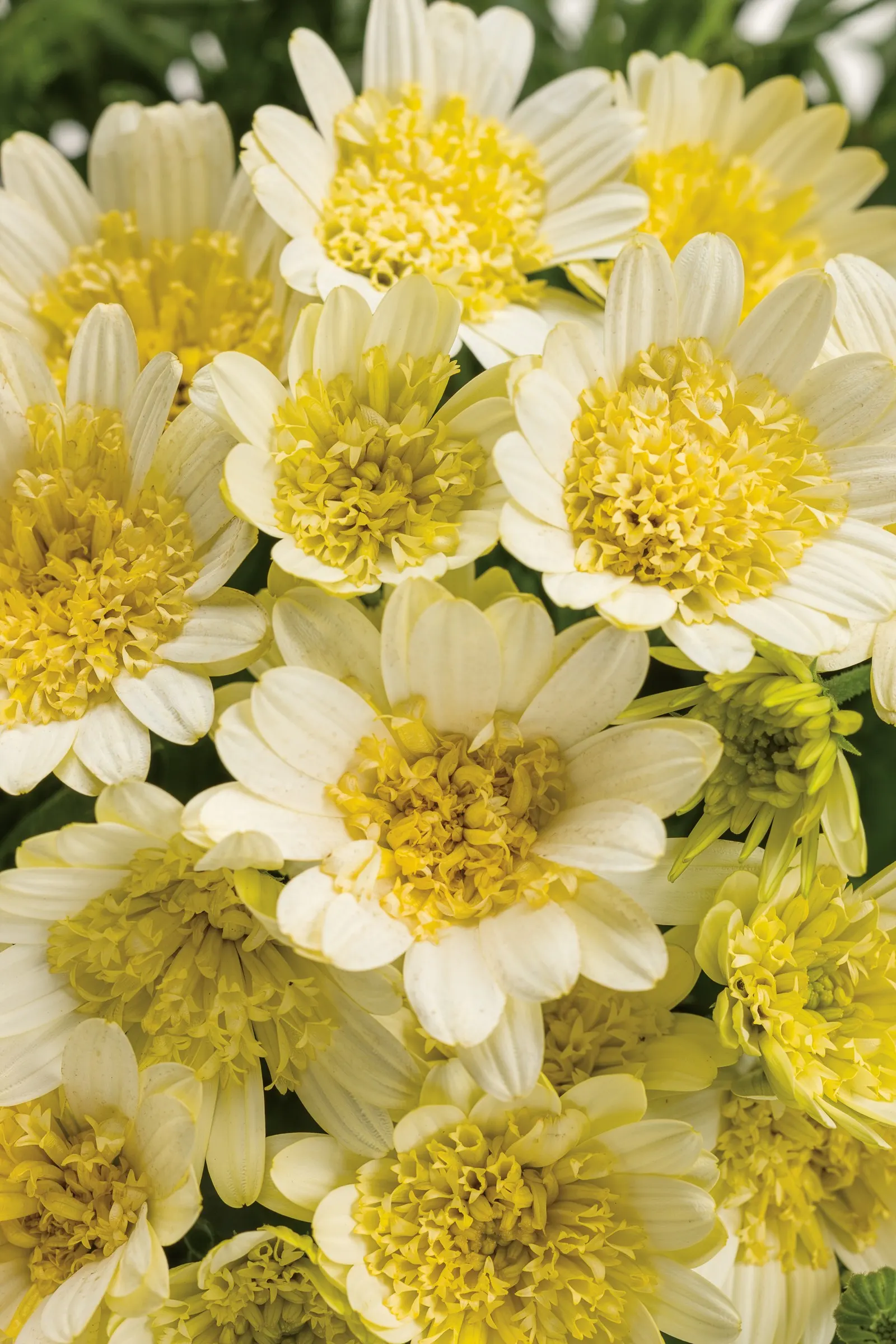 Double Moonglow African Daisy (Osteospermum) — or Osteospermum 'Double Moonglow'