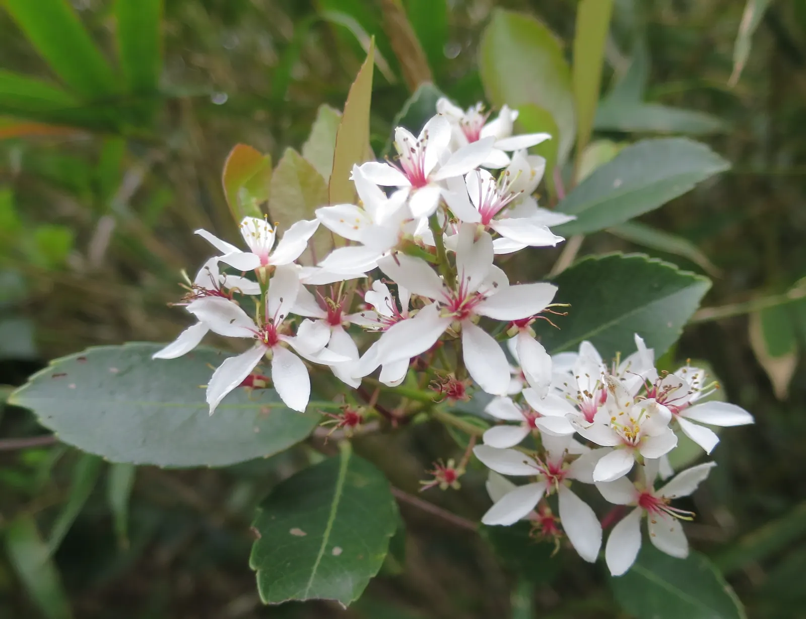 Indian Hawthorne (Rhaphiolepis Indica) — shrub with pink blooms