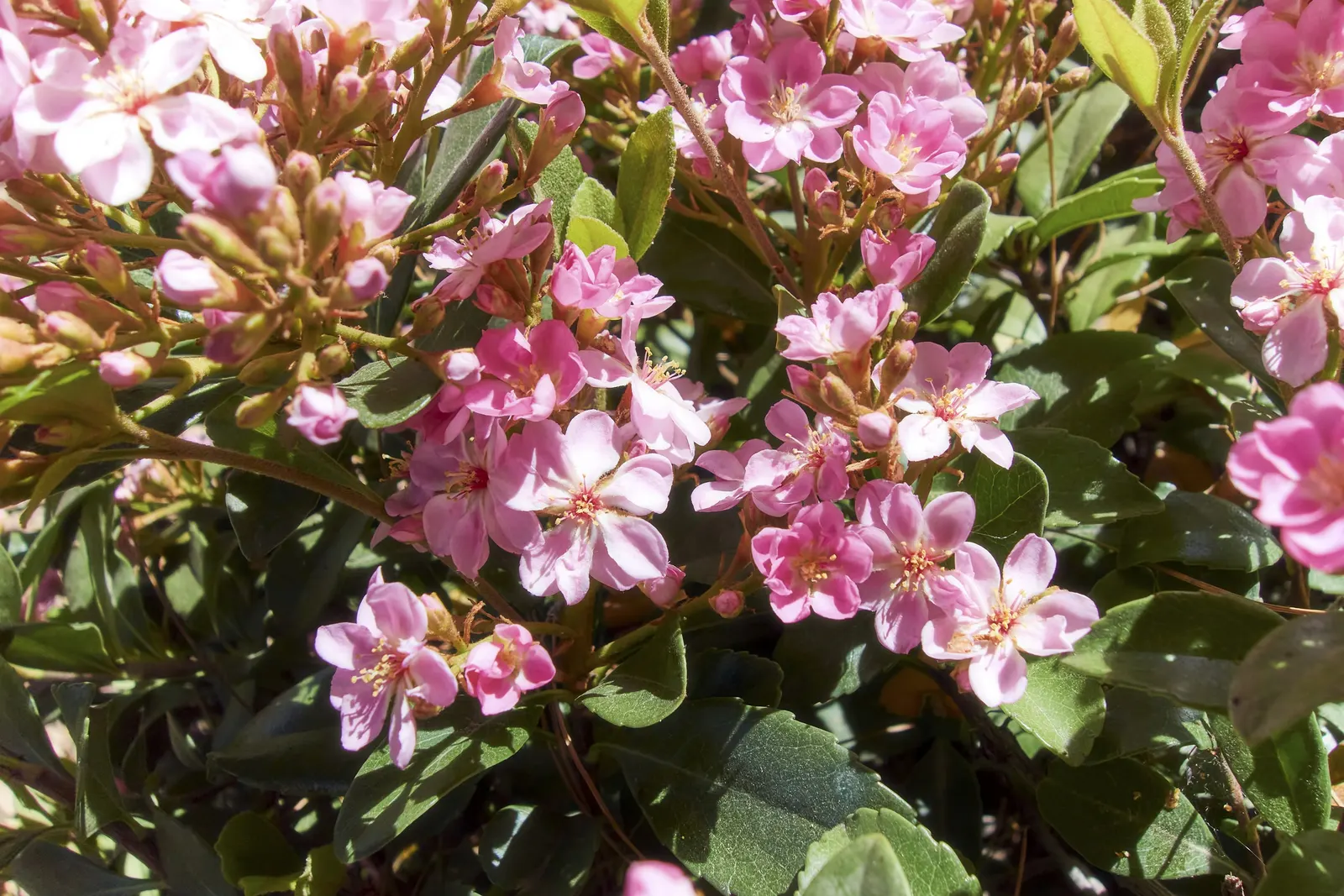 Indian Hawthorne (Rhaphiolepis Indica) — followed by dark blue berries