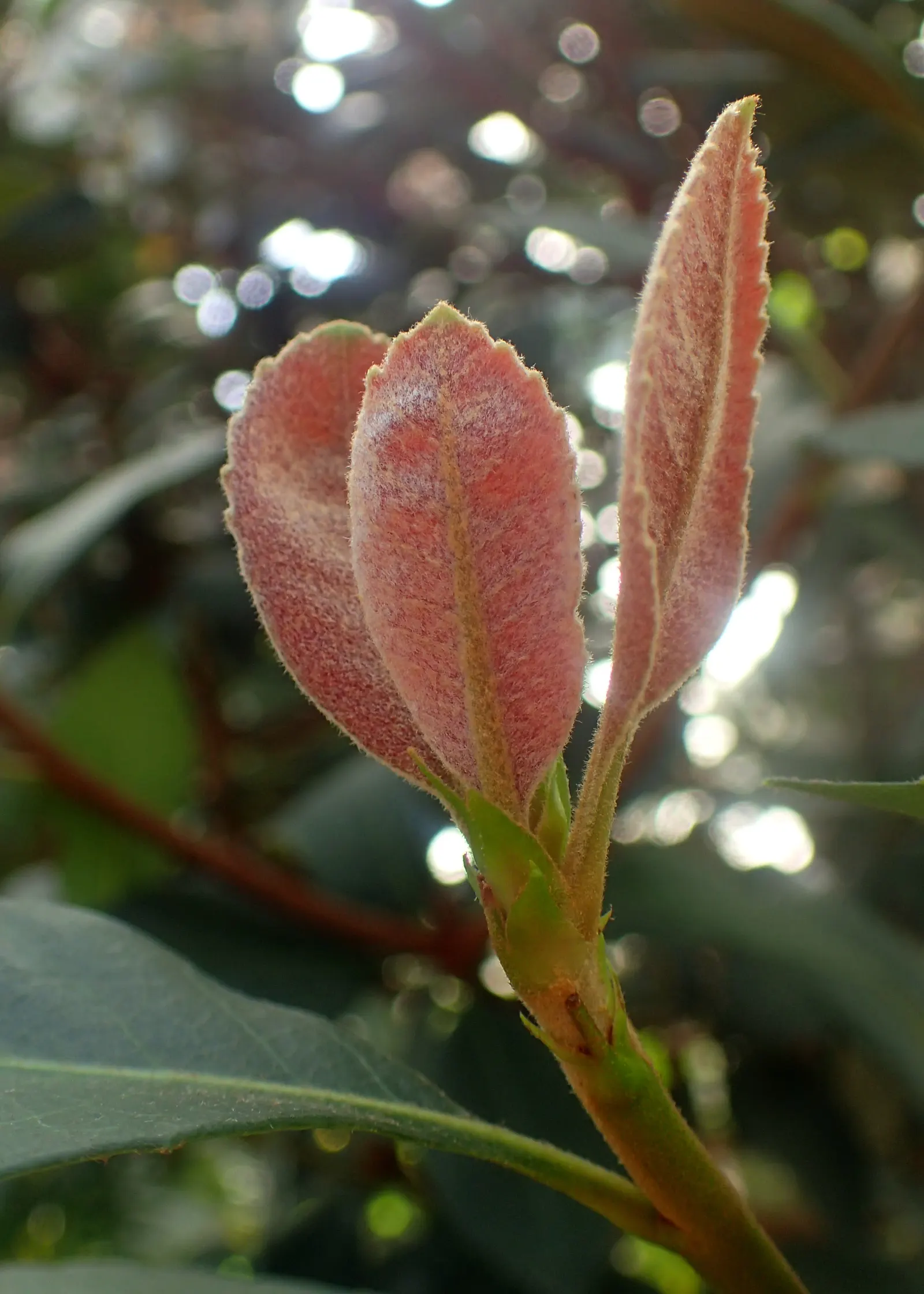 Indian Hawthorne (Rhaphiolepis Indica) — and display a deep green hue which can add rich color to garden compositions throughout the year; making it an