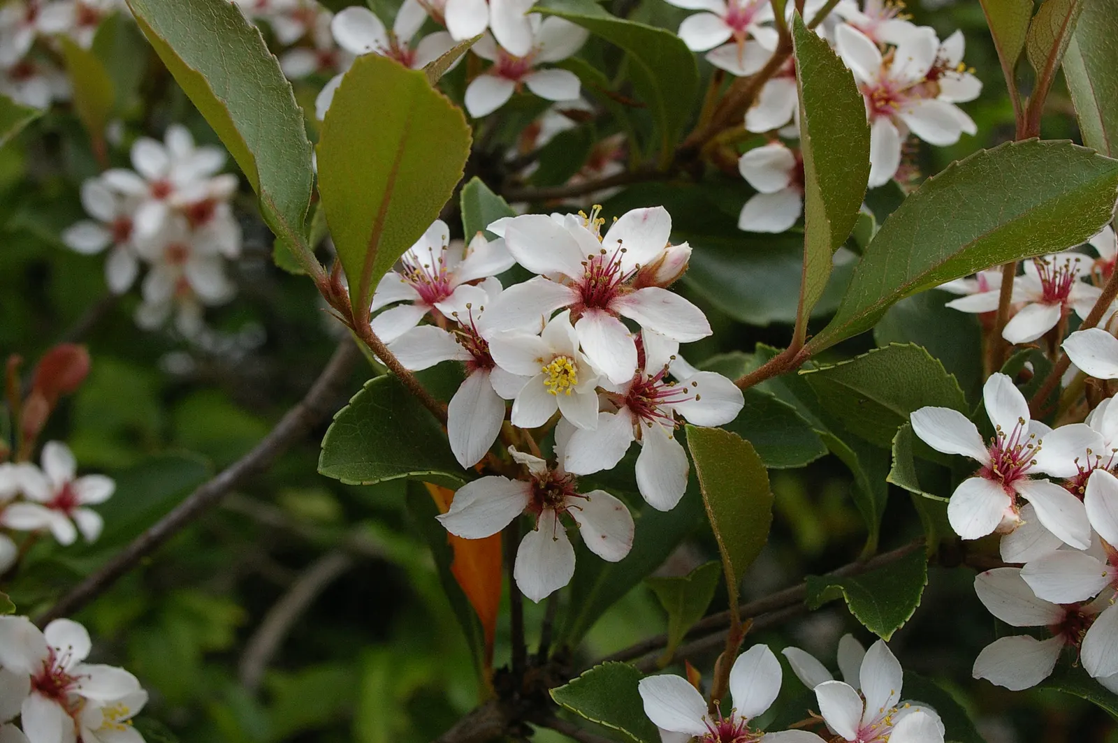 Indian Hawthorne (Rhaphiolepis Indica) — leathery leaves and clusters of pink or white spring flowers; spanning 2 to 3 inches in length