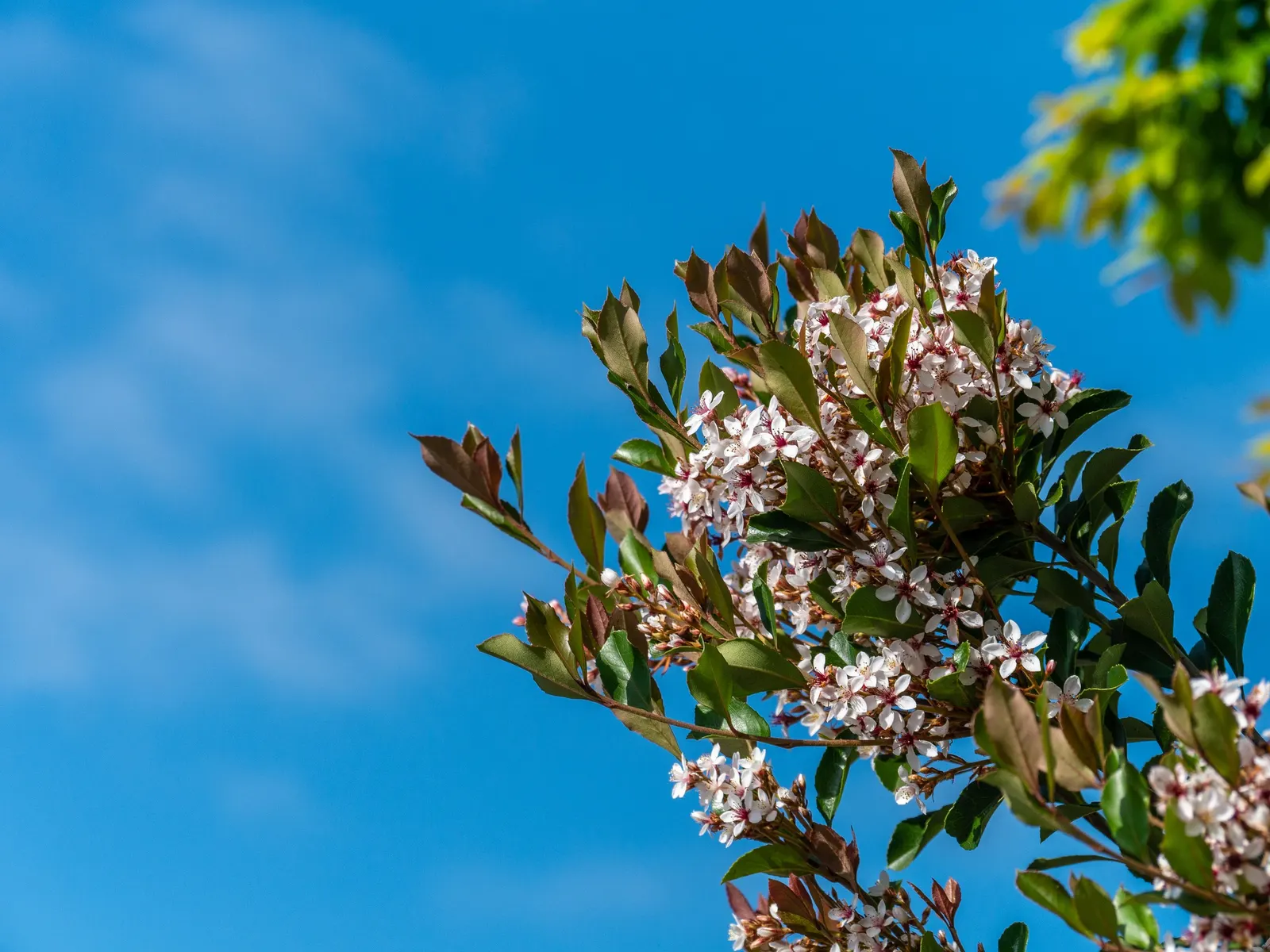 Indian Hawthorne (Rhaphiolepis Indica) — pink flowers in the garden; scientifically named Rhaphiolepis indica