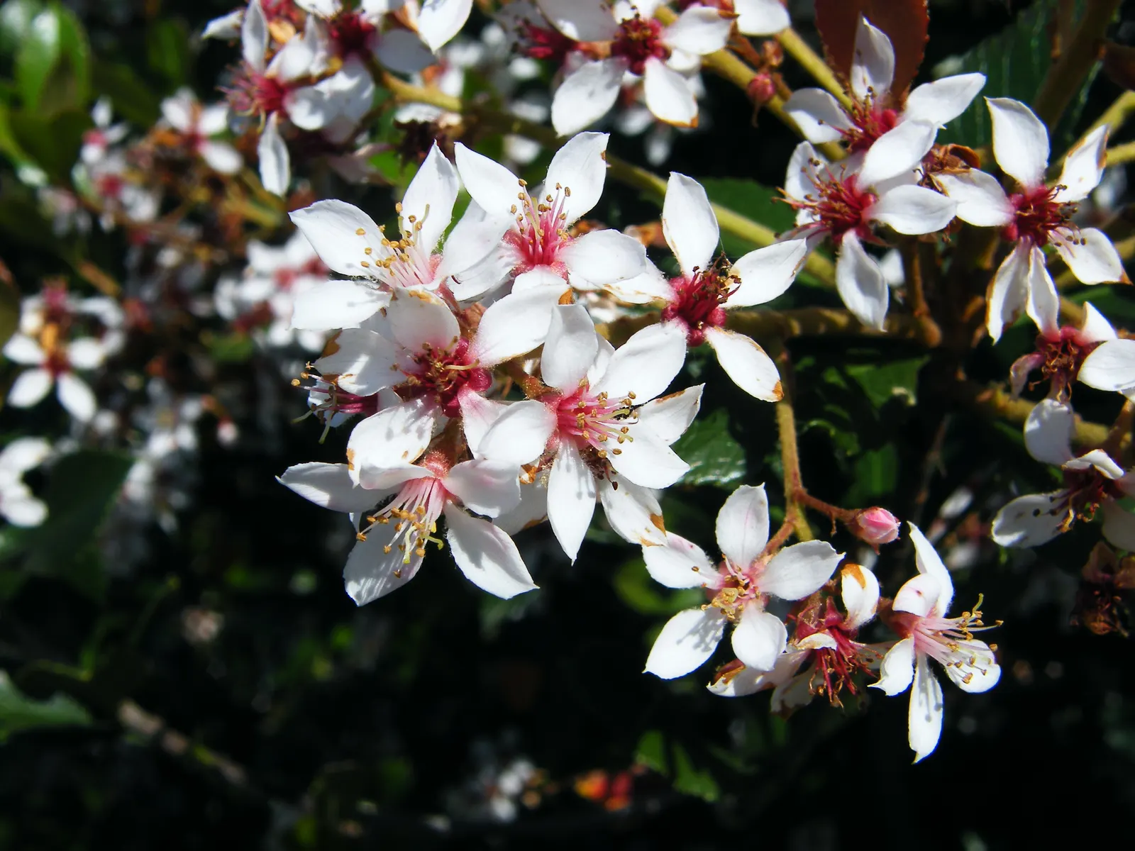 Indian Hawthorne (Rhaphiolepis Indica) — shrub with pink blooms; the Indian Hawthorne blooms with clusters of pink or white flowers