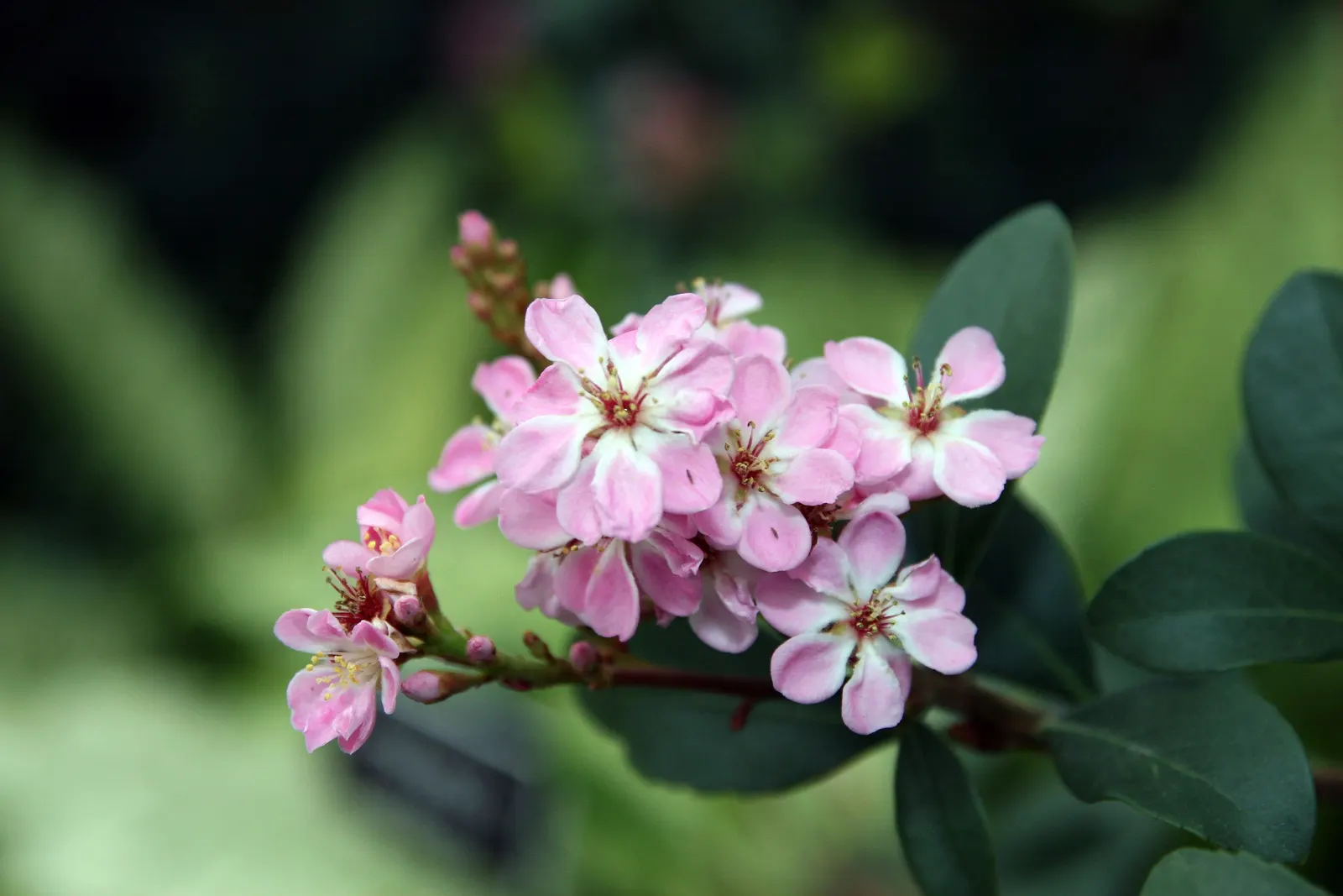 Indian Hawthorne (Rhaphiolepis Indica) — including coastal areas.<br><br>When communicating to the client; for optimal growth and bloom, plant, image 68