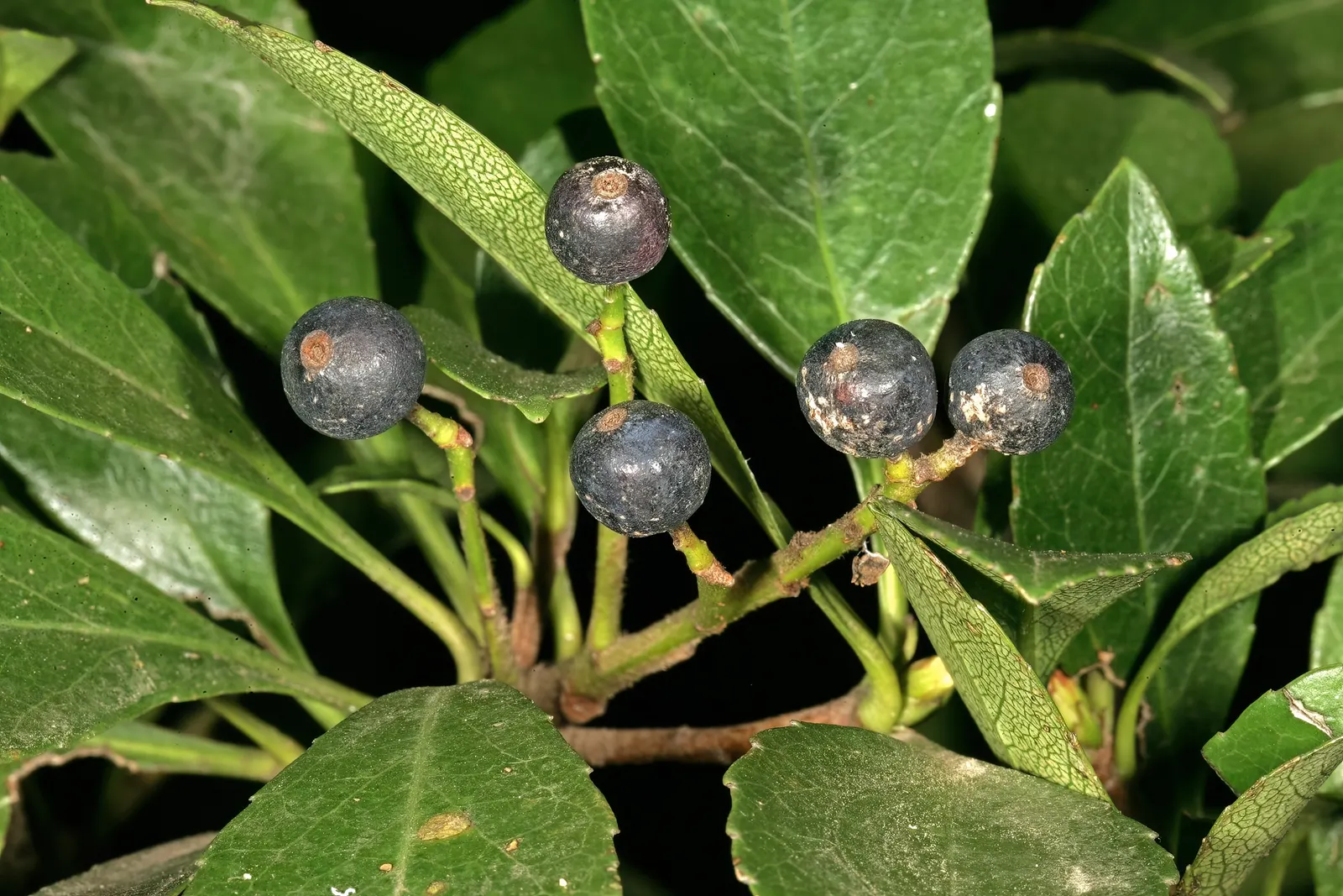 Indian Hawthorne (Rhaphiolepis Indica) — Indian Hawthorne (Rhaphiolepis indica) is a durable evergreen shrub, thriving in USDA zones 8-11, image 49