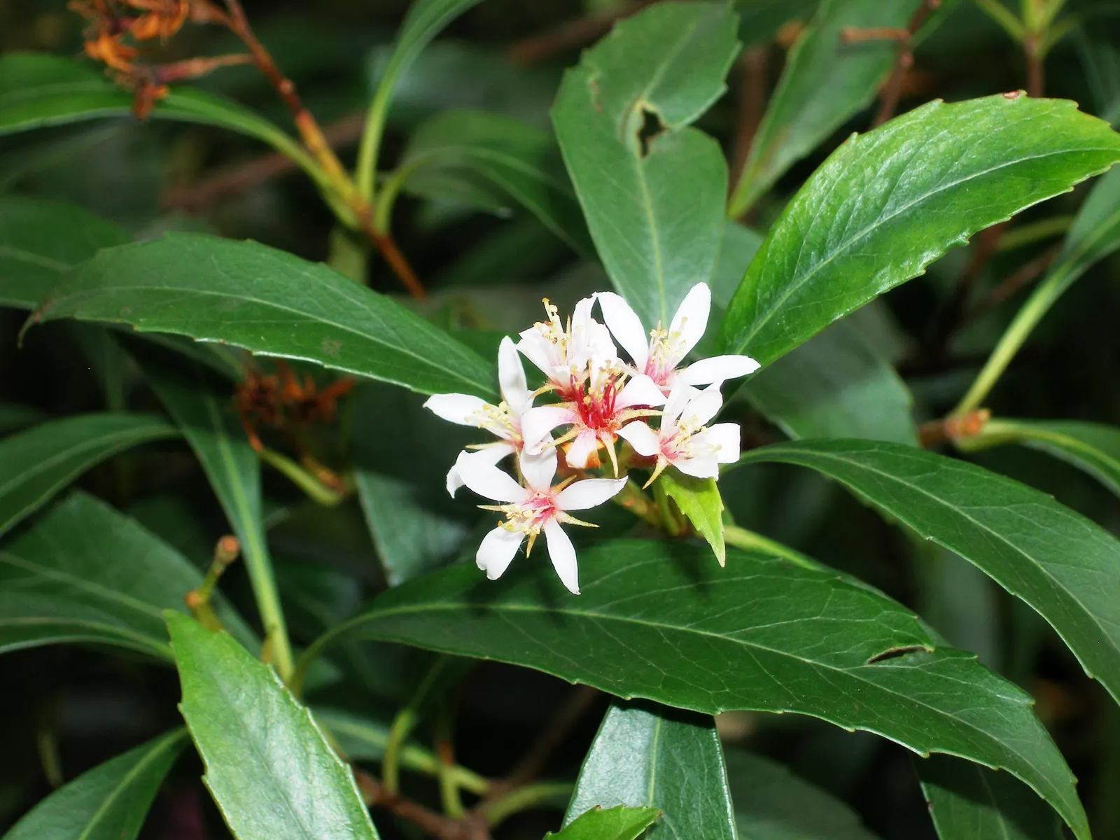 Indian Hawthorne (Rhaphiolepis Indica) — scientifically named Rhaphiolepis indica; pink flowers in the garden