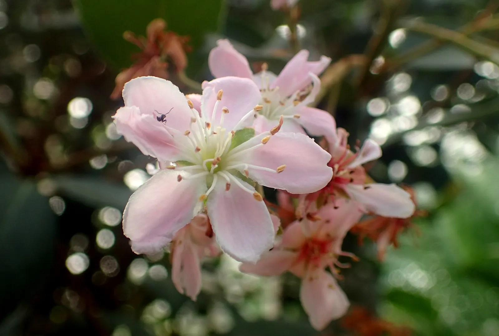 Indian Hawthorne (Rhaphiolepis Indica) — each about half an inch across; requiring well-drained soils and full to partial sun exposure