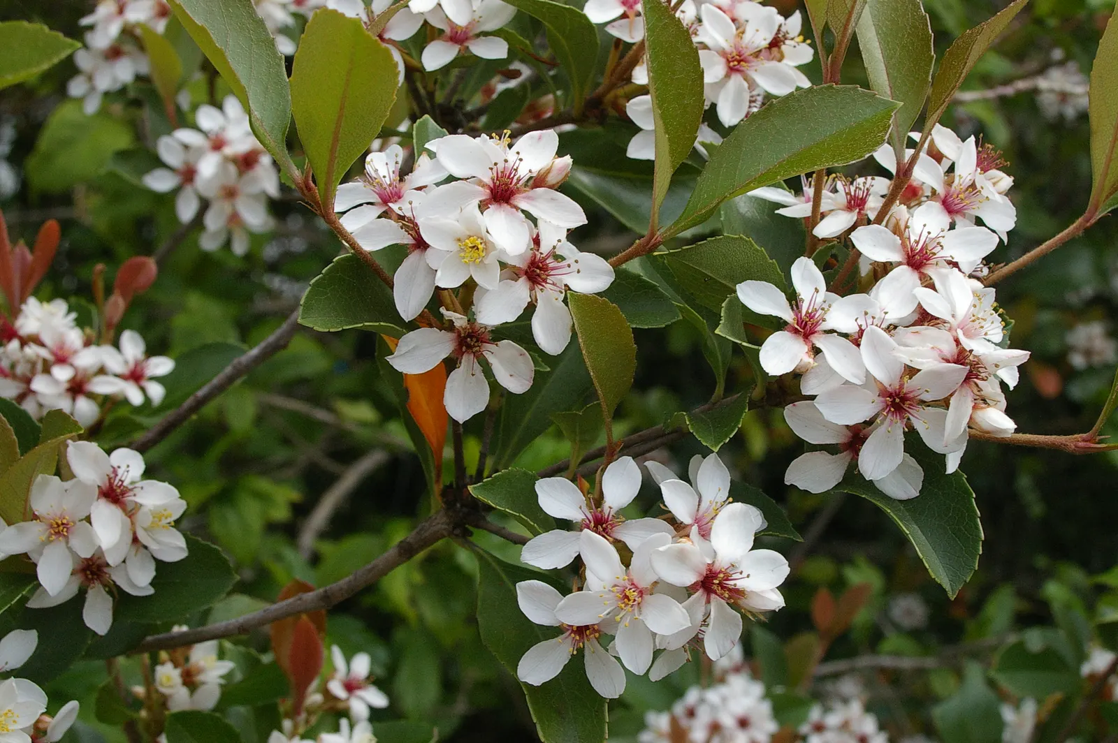 Indian Hawthorne (Rhaphiolepis Indica) — requiring well-drained soils and full to partial sun exposure; each about half an inch across