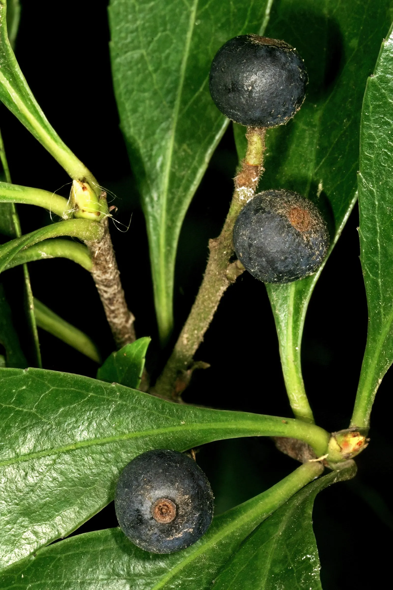 Indian Hawthorne (Rhaphiolepis Indica) — requiring well-drained soils and full to partial sun exposure; each about half an inch across, image 54