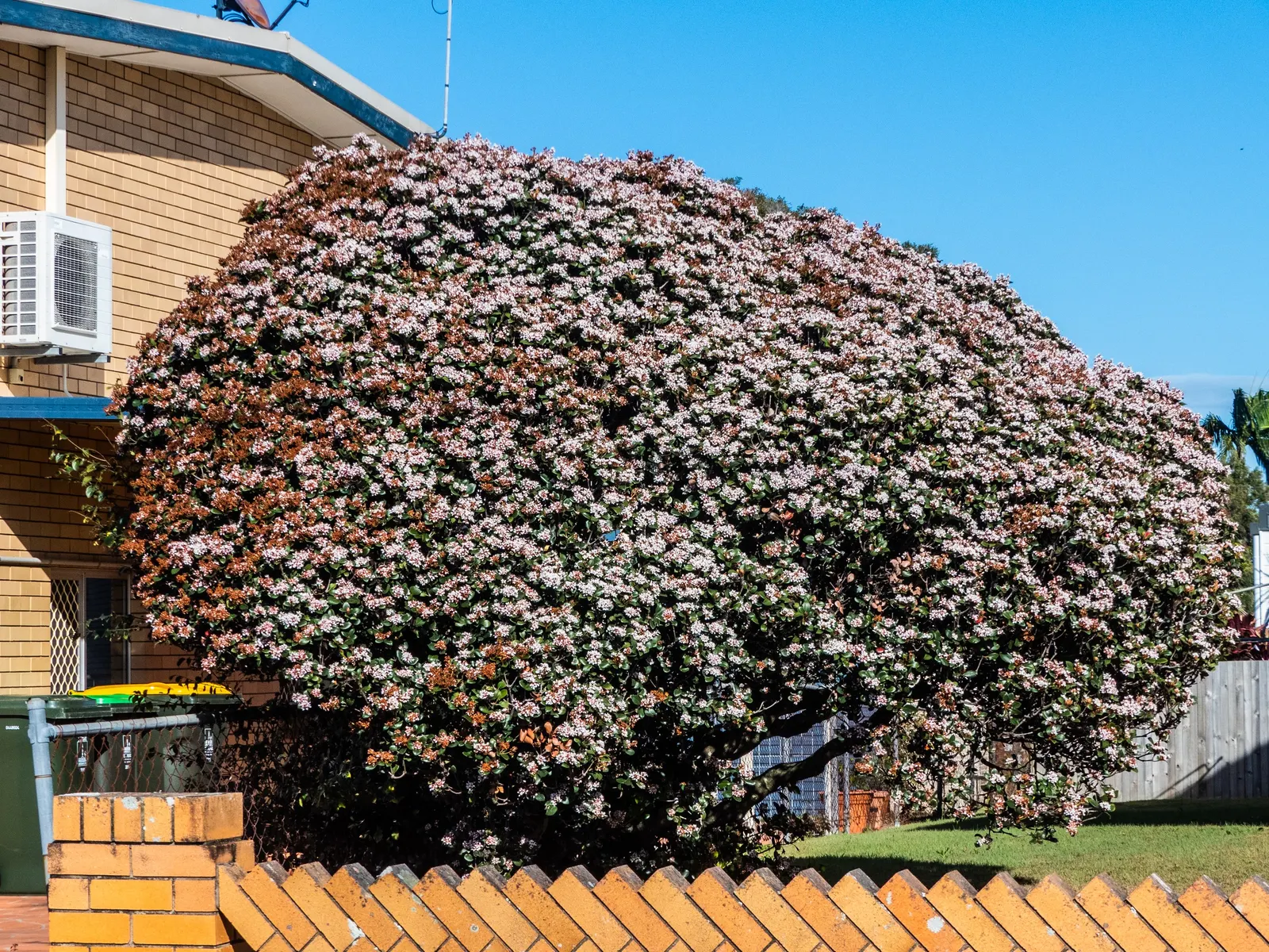 Indian Hawthorne (Rhaphiolepis Indica) — pink flowers in the garden