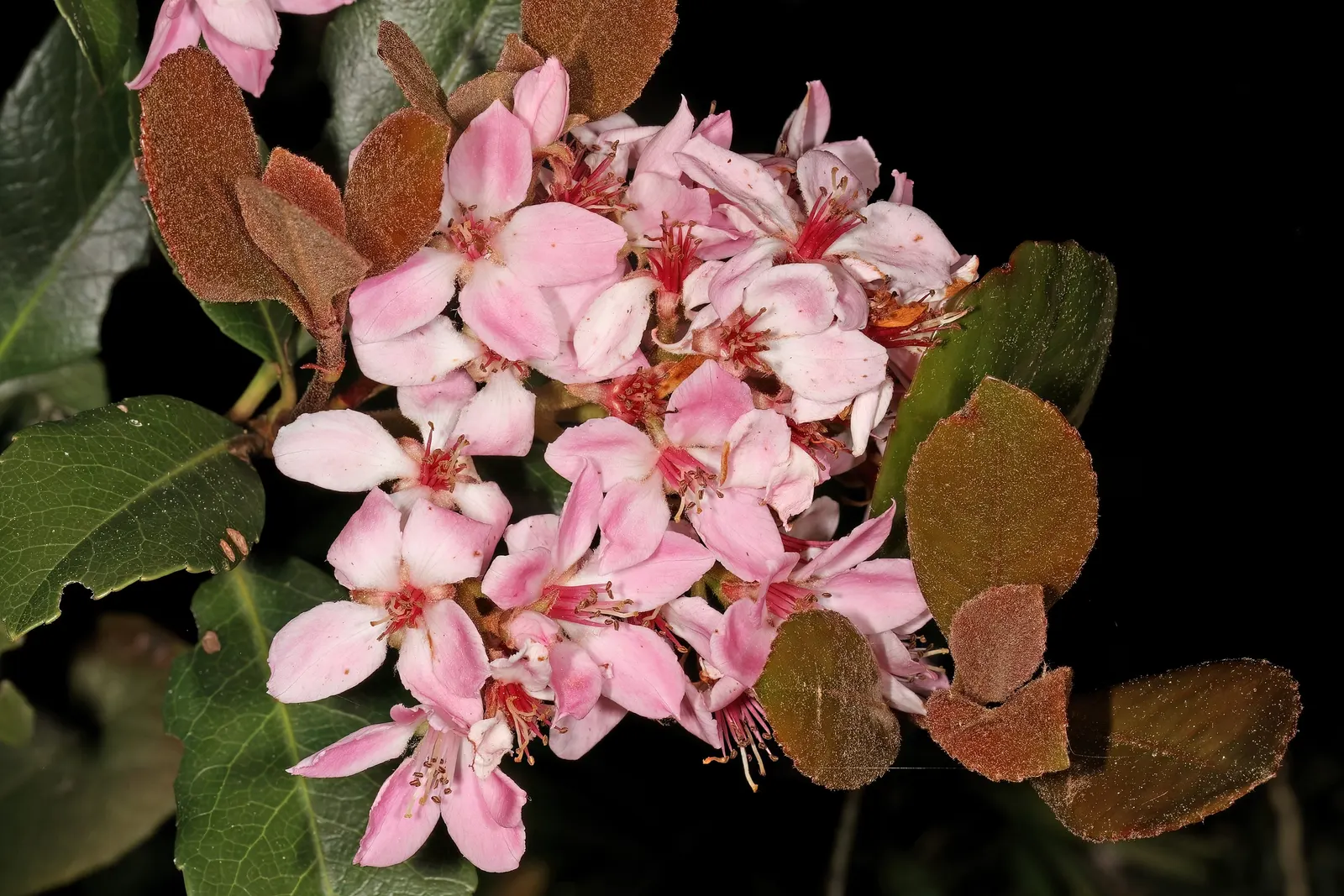 Indian Hawthorne (Rhaphiolepis Indica) — shrub for full or half; emphasize the Indian Hawthorne's resilience and low-maintenance qualities