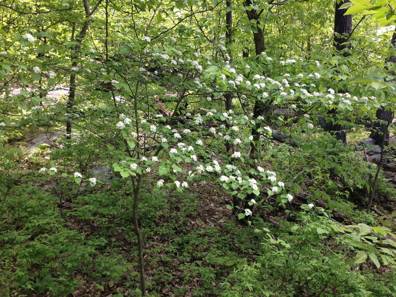 Indian Hawthorne (Rhaphiolepis Indica) — scientifically named Rhaphiolepis indica