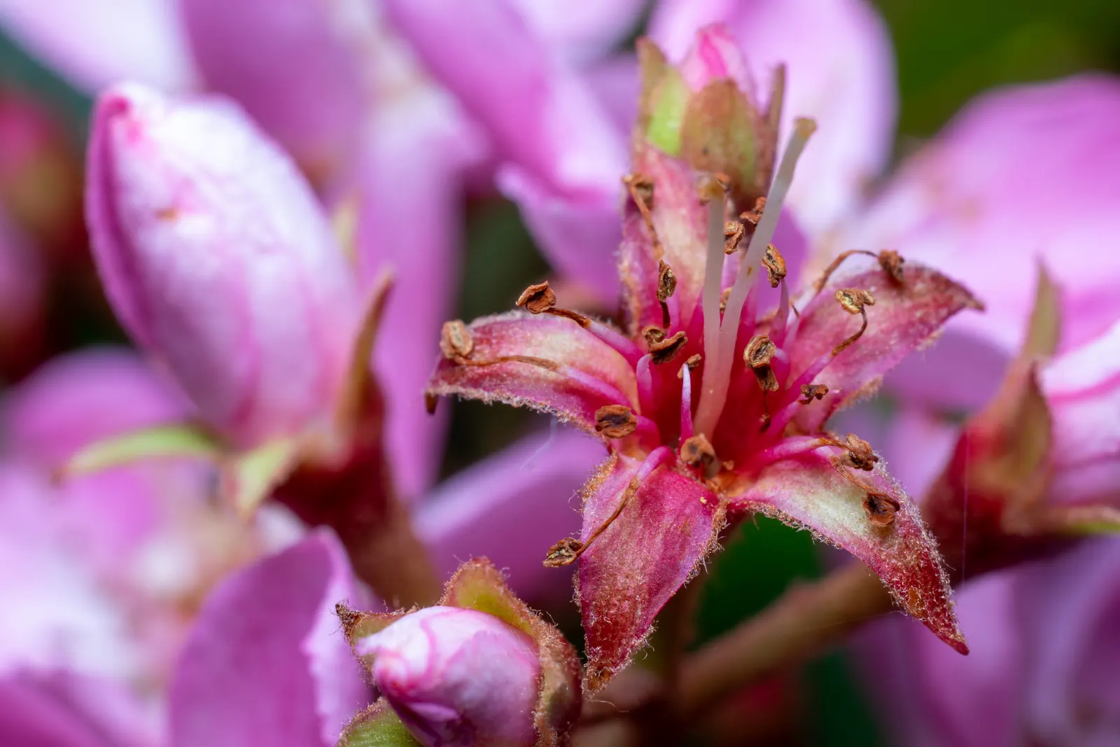 Indian Hawthorne (Rhaphiolepis Indica) — making it an excellent choice for foundation plantings; and display a deep green hue which can add rich, image 57