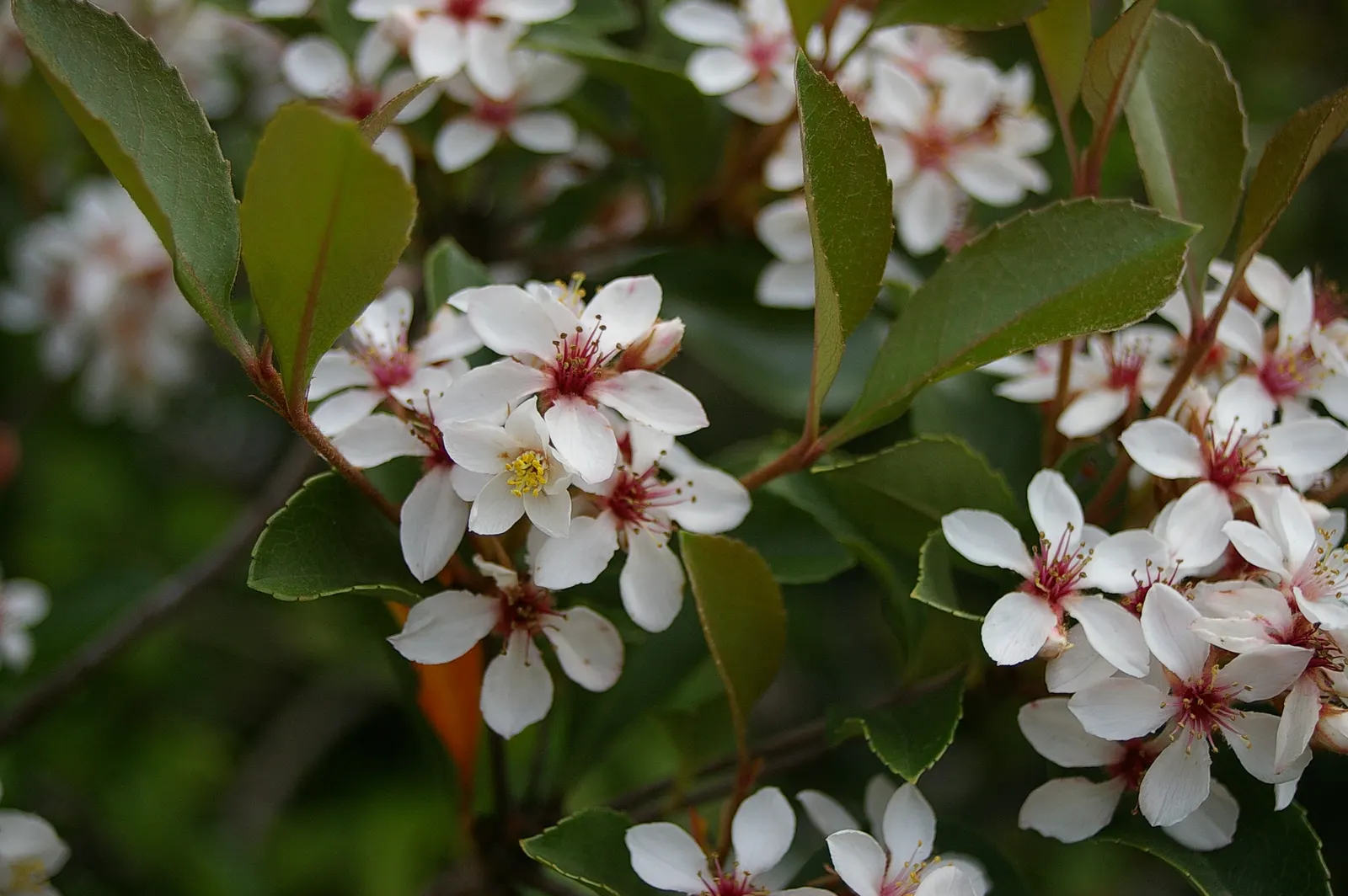 Indian Hawthorne (Rhaphiolepis Indica) — followed by dark blue berries; it is salt and drought tolerant once established