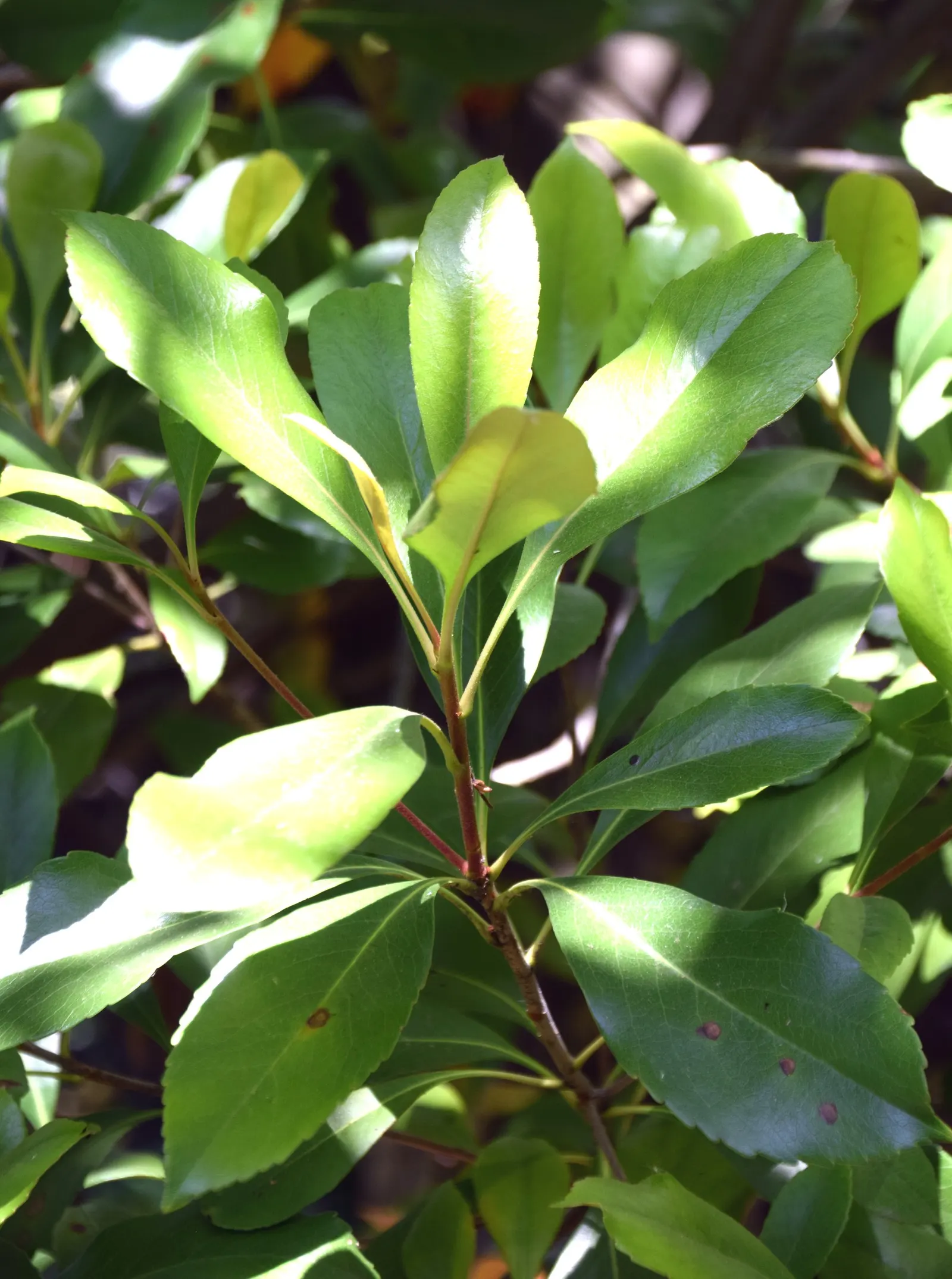 Indian Hawthorne (Rhaphiolepis Indica) — pink flowers in the garden; scientifically named Rhaphiolepis indica, image 70