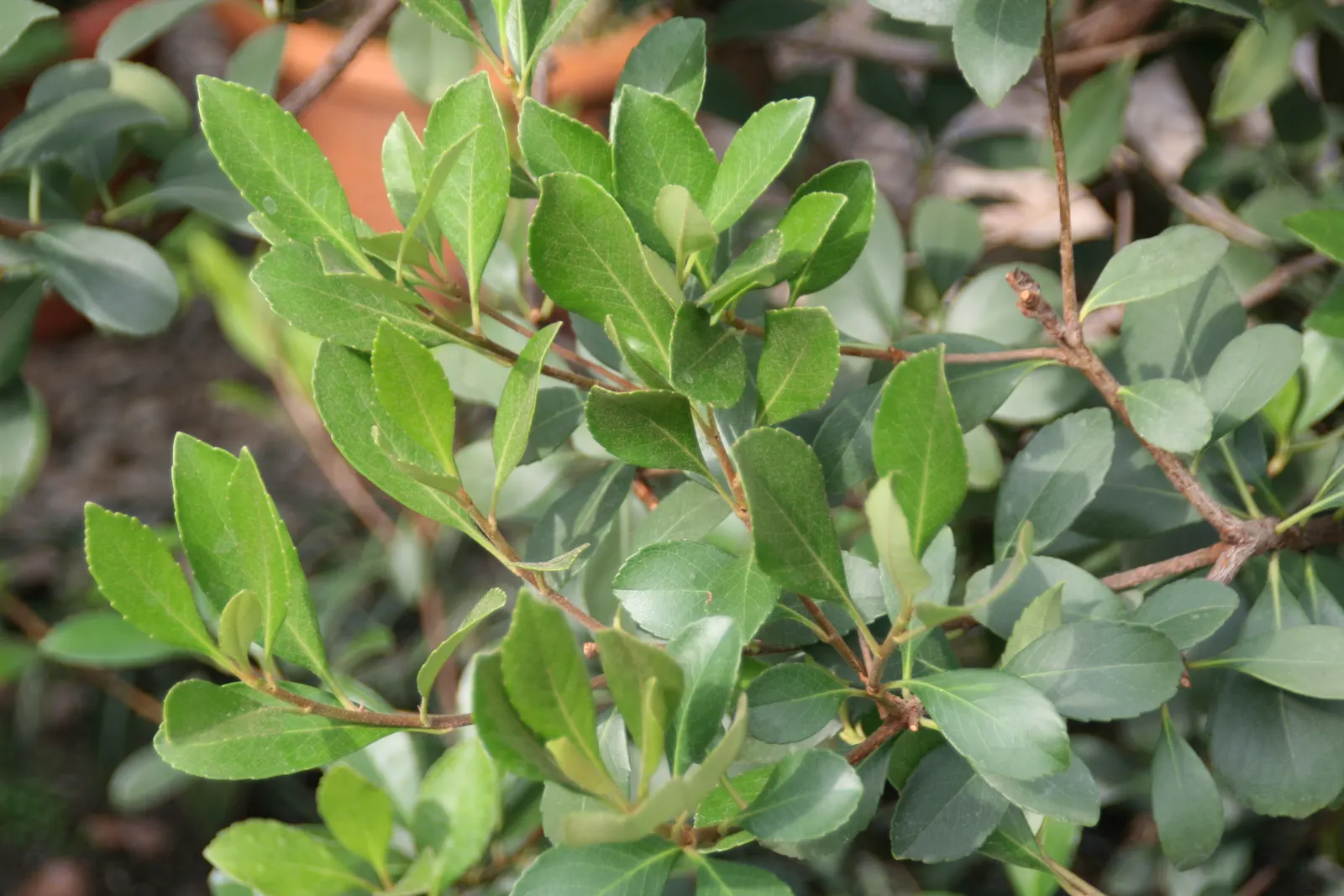 Indian Hawthorne (Rhaphiolepis Indica) — Requiring minimal care, this compact plant reaches 3 to 6 feet in height and spreads 4 to 6 feet; indian Hawthorne