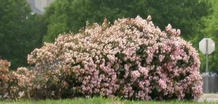 Indian Hawthorne (Rhaphiolepis Indica) — followed by dark blue berries; it is salt and drought tolerant once established, image 75