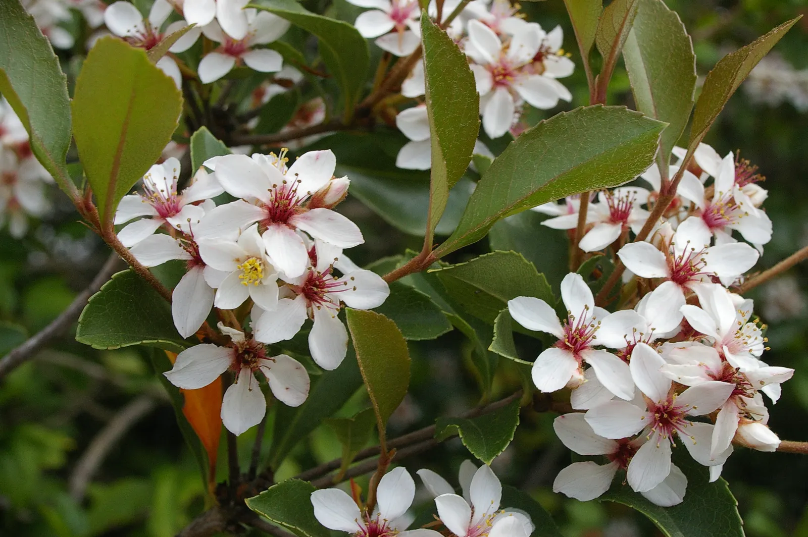 Indian Hawthorne (Rhaphiolepis Indica) — It suits well for hedges and foundation plantings; it typically grows to a height of 3 to 6 feet with a similar spread