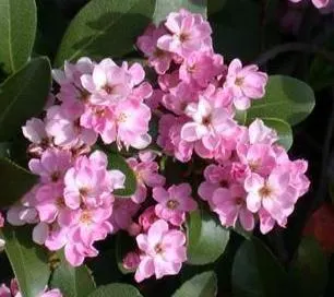 Indian Hawthorne (Rhaphiolepis Indica) — spanning 2 to 3 inches in length; leathery leaves and clusters of pink or white spring flowers, image 59