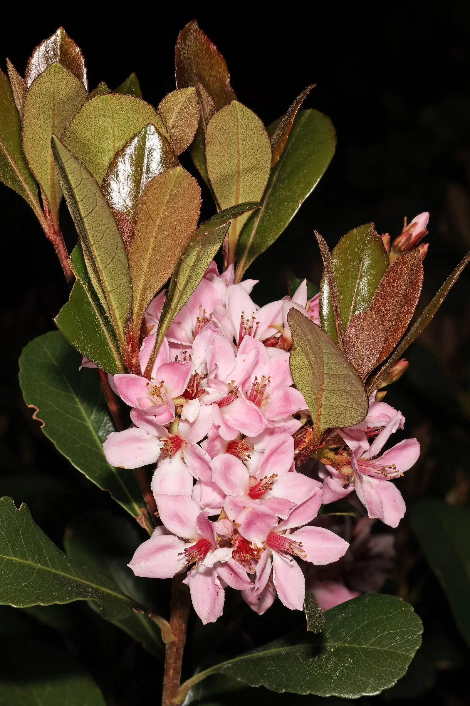 Indian Hawthorne (Rhaphiolepis Indica) — followed by dark blue berries; it is salt and drought tolerant once established, image 51