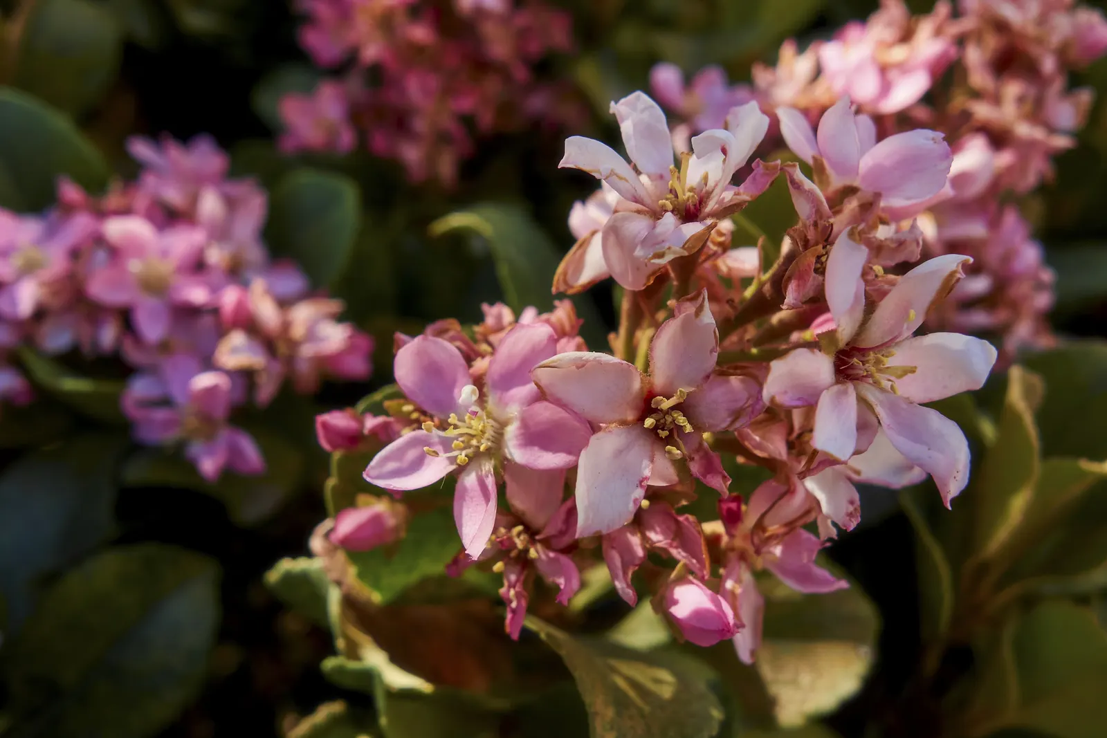 Indian Hawthorne (Rhaphiolepis Indica) — It suits well for hedges and foundation plantings