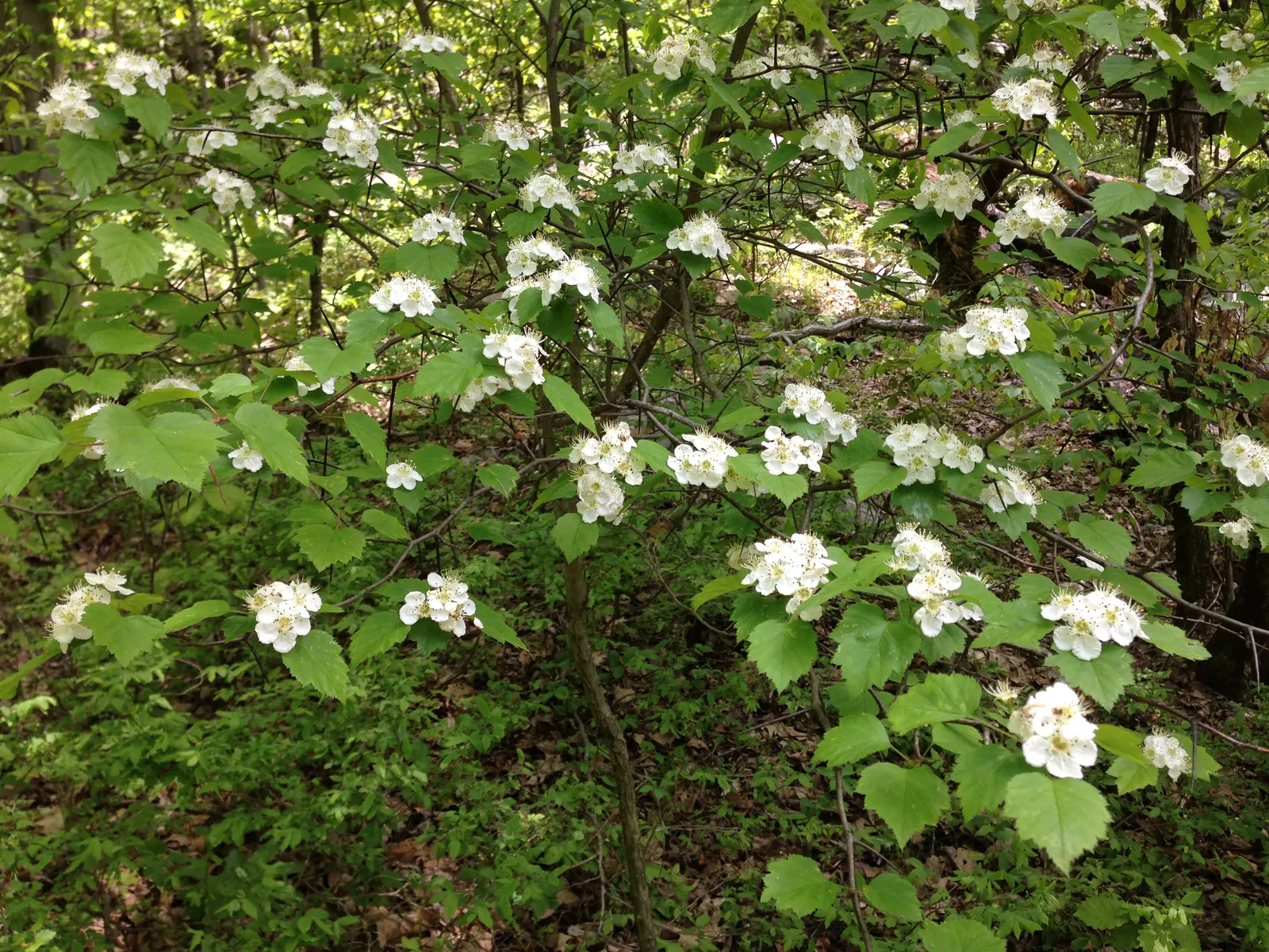 Indian Hawthorne (Rhaphiolepis Indica) — It typically grows to a height of 3 to 6 feet with a similar spread