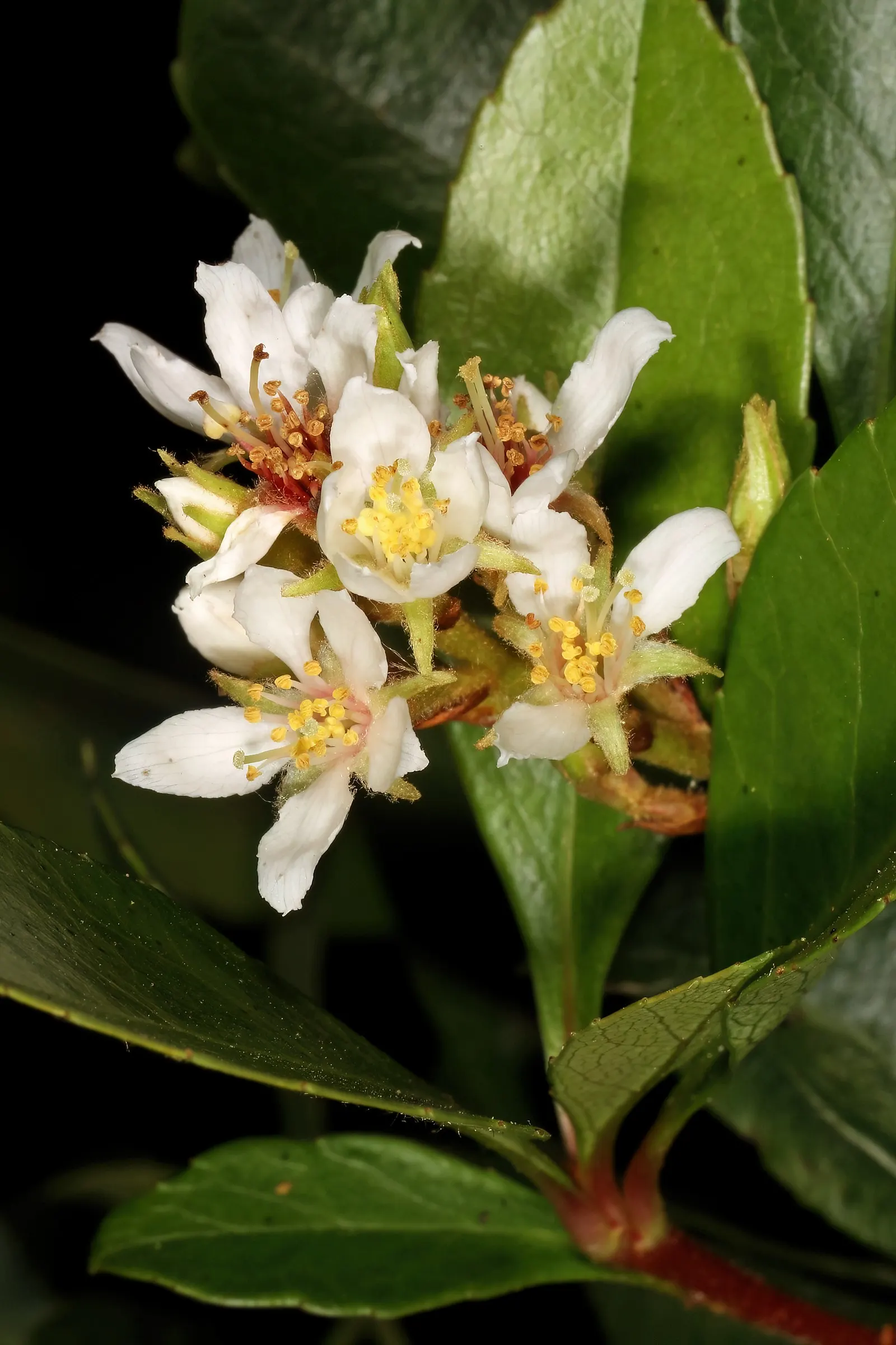Indian Hawthorne (Rhaphiolepis Indica) — It typically grows to a height of 3 to 6 feet with a similar spread; it suits well for hedges and, image 56