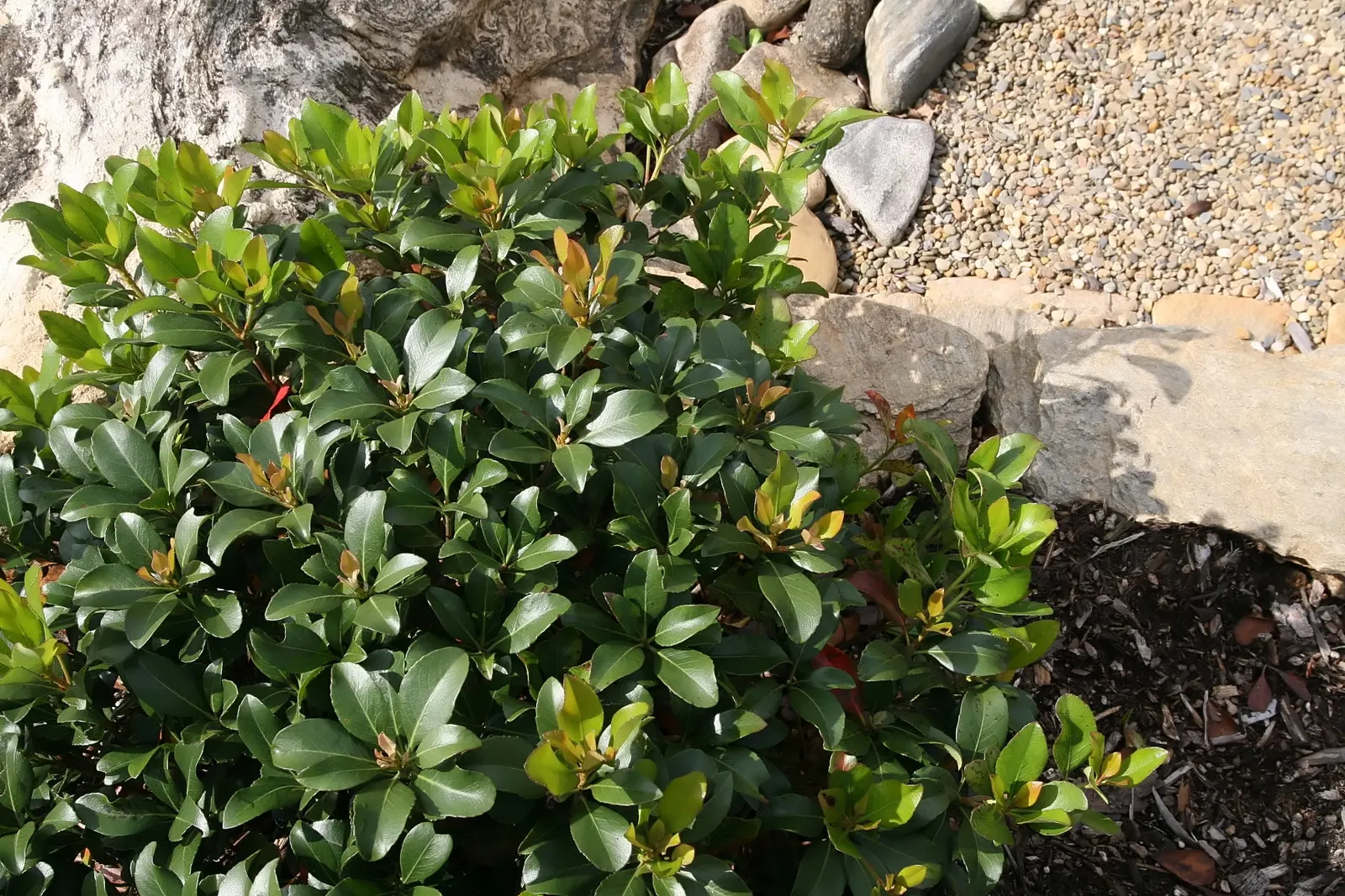 Indian Hawthorne (Rhaphiolepis Indica) — which makes it a versatile choice for various garden settings; or even as a standalone specimen.<br><br>The leaves of