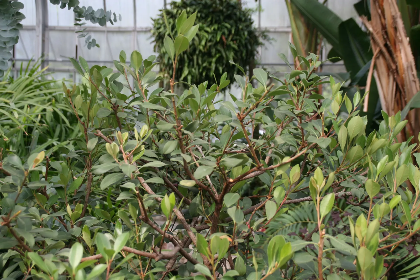 Indian Hawthorne (Rhaphiolepis Indica) — It is salt and drought tolerant once established