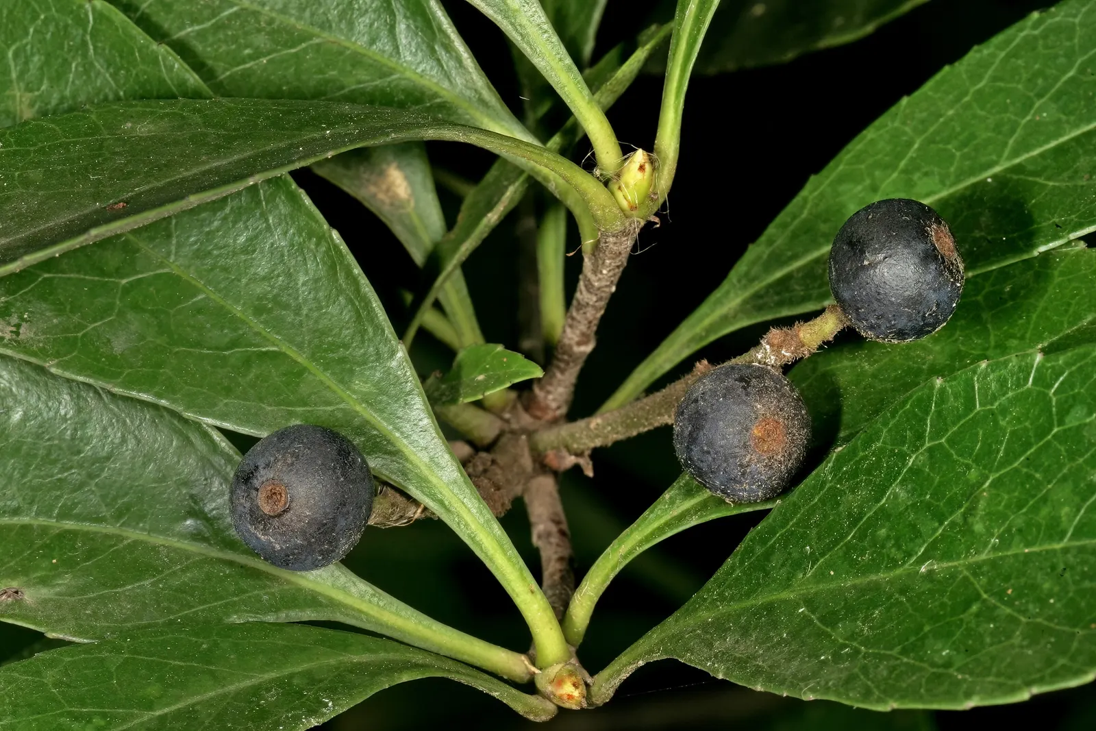 Indian Hawthorne (Rhaphiolepis Indica) — Requiring minimal care, this compact plant reaches 3 to 6 feet in height and spreads 4 to 6 feet; indian, image 52