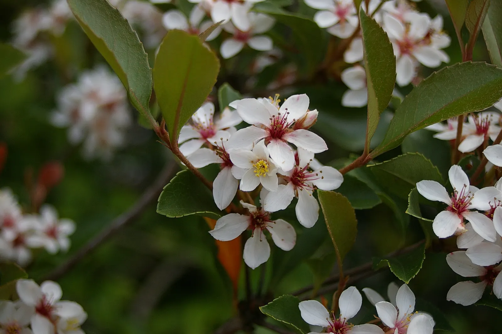 Indian Hawthorne (Rhaphiolepis Indica) — shrub for full or half